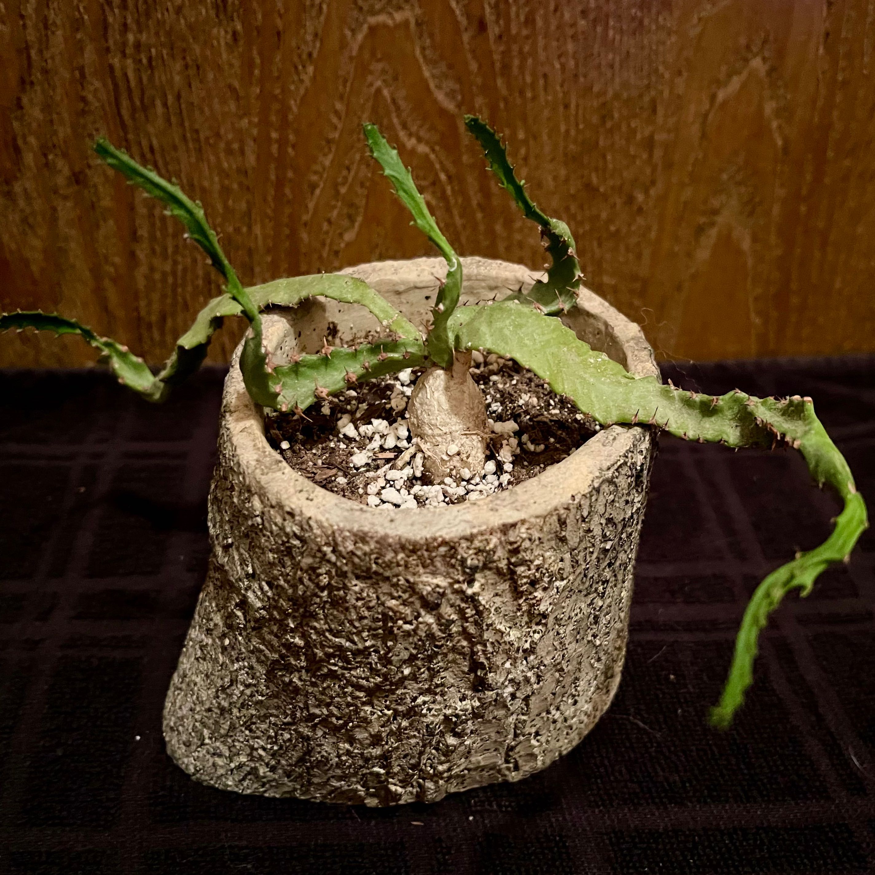 Photo of the plant species medusa euphorbia by @riverzend named stella on Greg, the plant care app