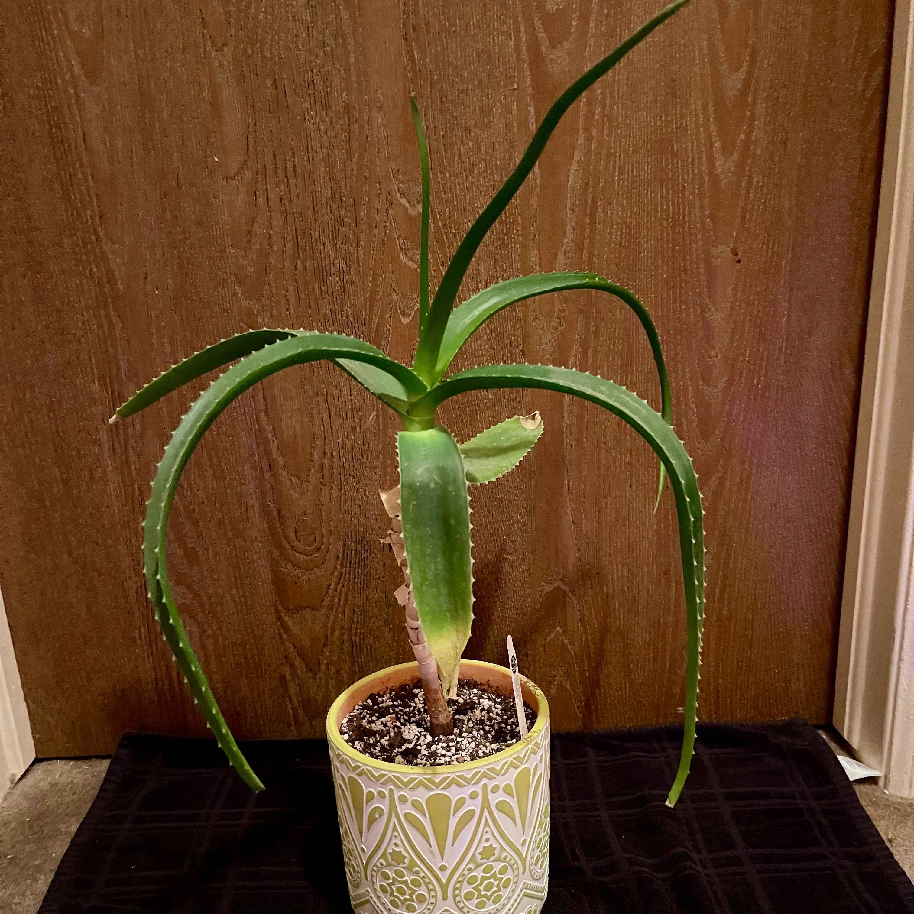 Photo of the plant species Aloe Helenae by @riverzend named helena on Greg, the plant care app