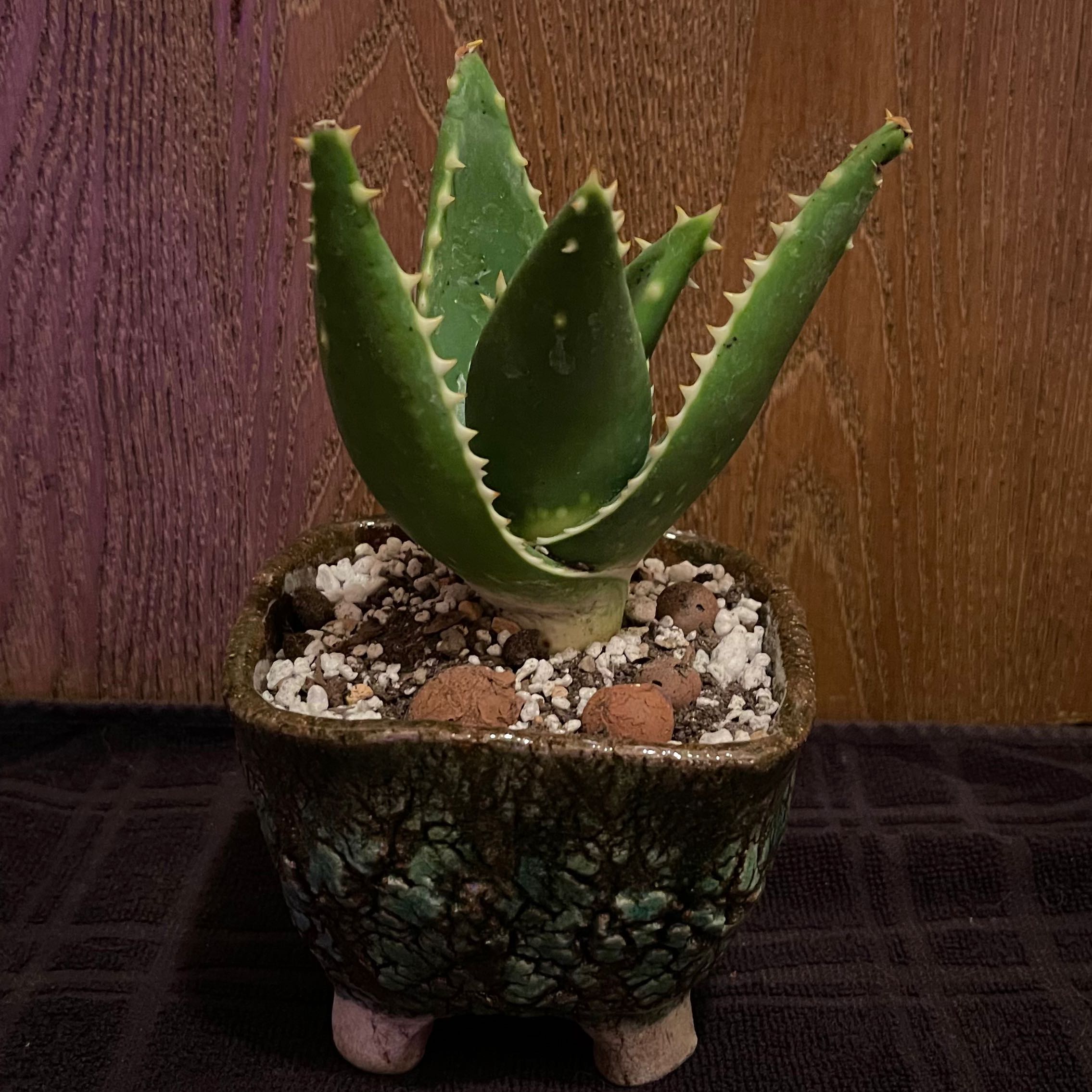 Photo of the plant species Jeweled Aloe by @riverzend named gimsteinn on Greg, the plant care app