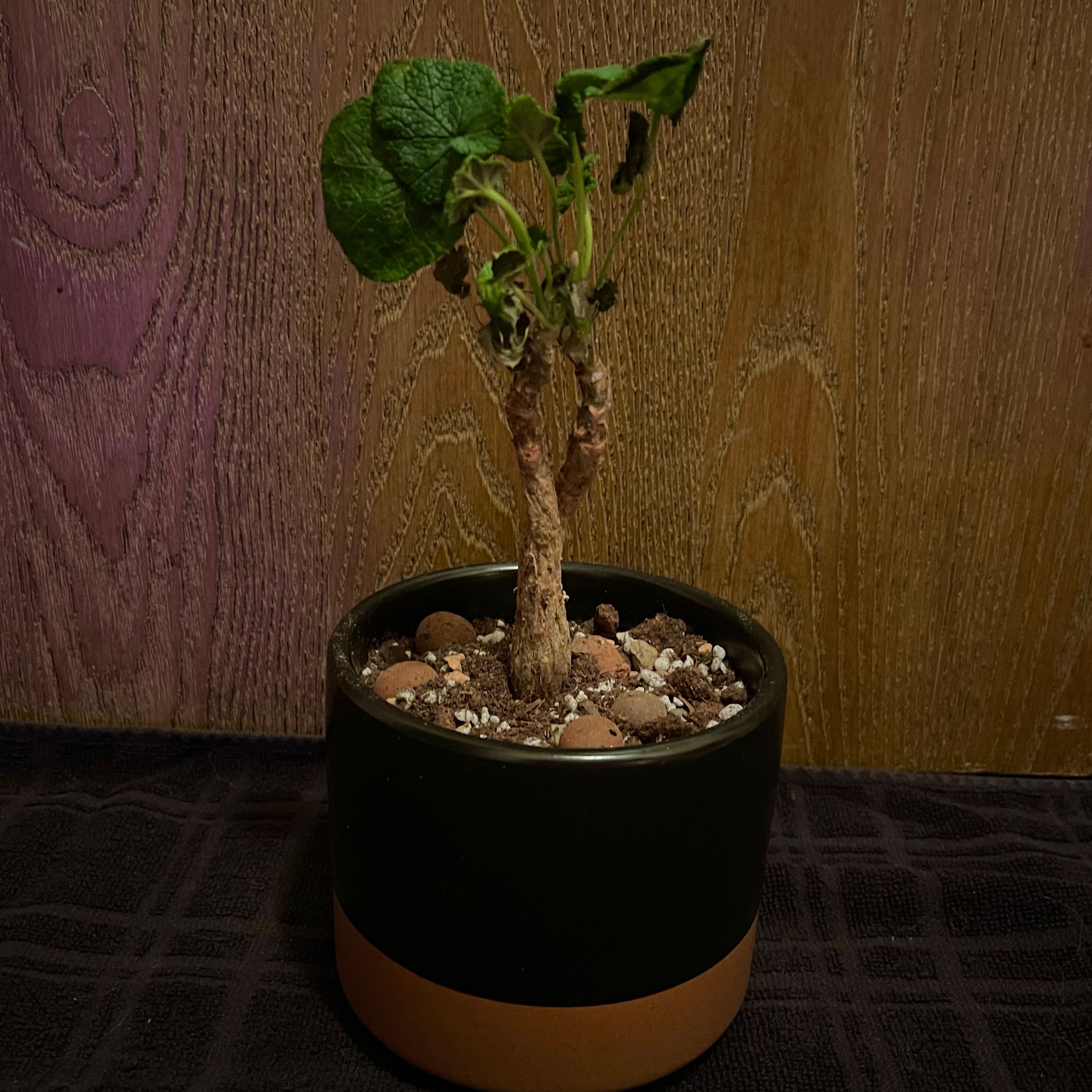 Photo of the plant species Old Father Live Forever by @riverzend named föður on Greg, the plant care app