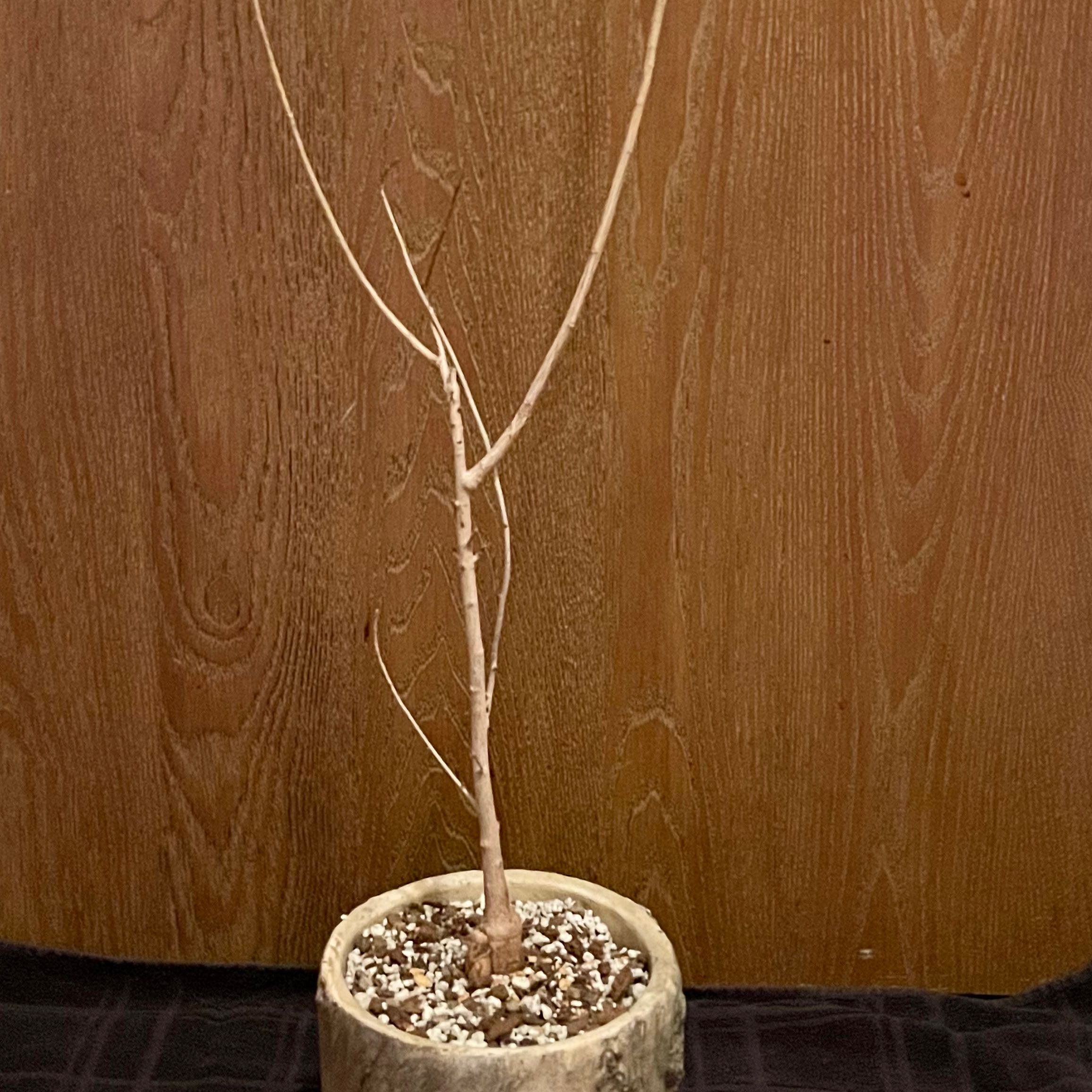 Plant care for Kirkia wilmsii on Greg, the plant care app