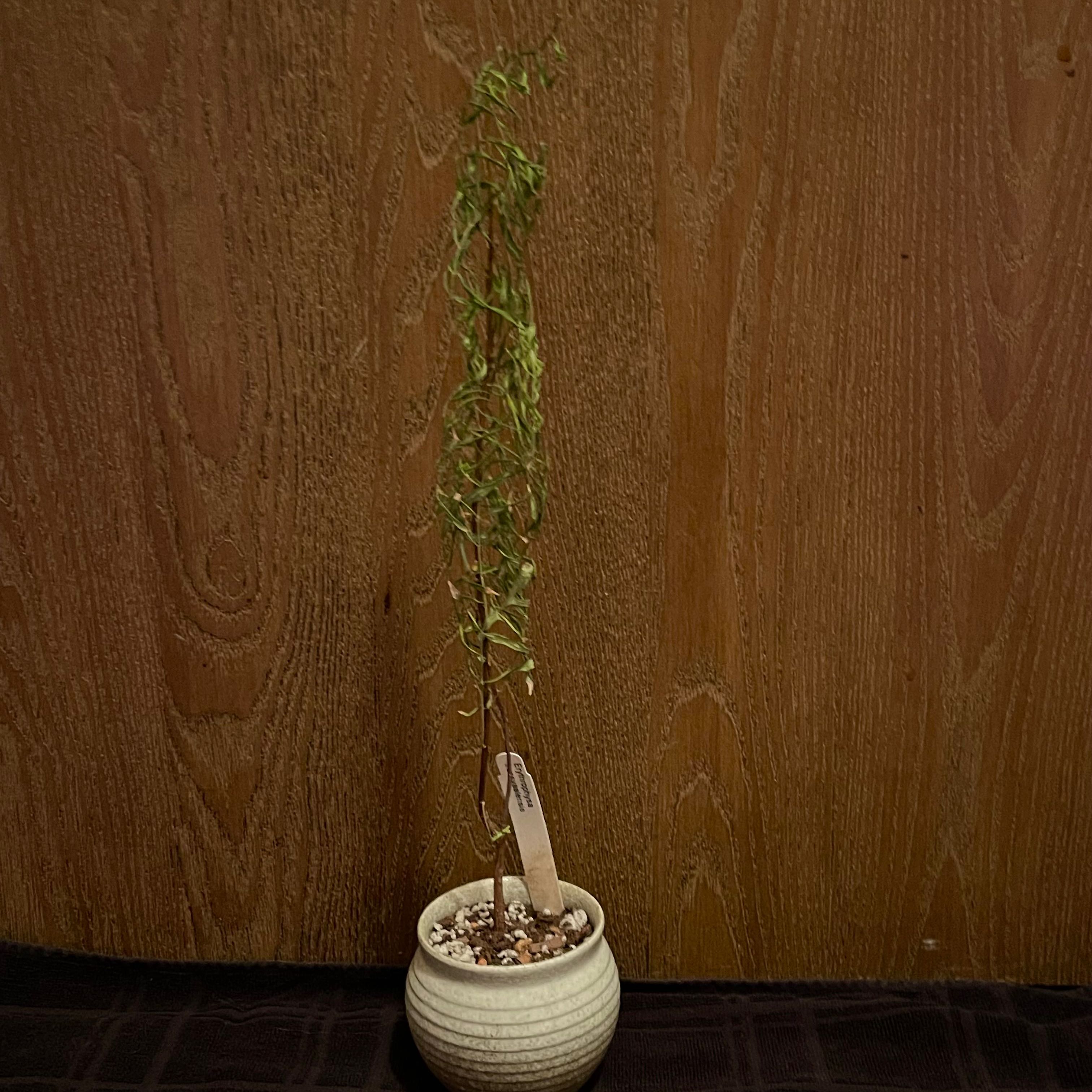 Photo of the plant species Transvaal Red Balloon by @riverzend named blöðru on Greg, the plant care app