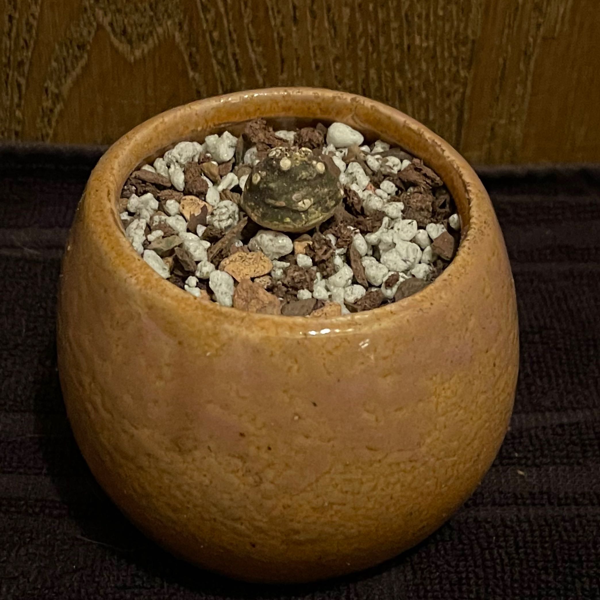 Photo of the plant species Dorstenia Horwoodii by @riverzend named skógi on Greg, the plant care app