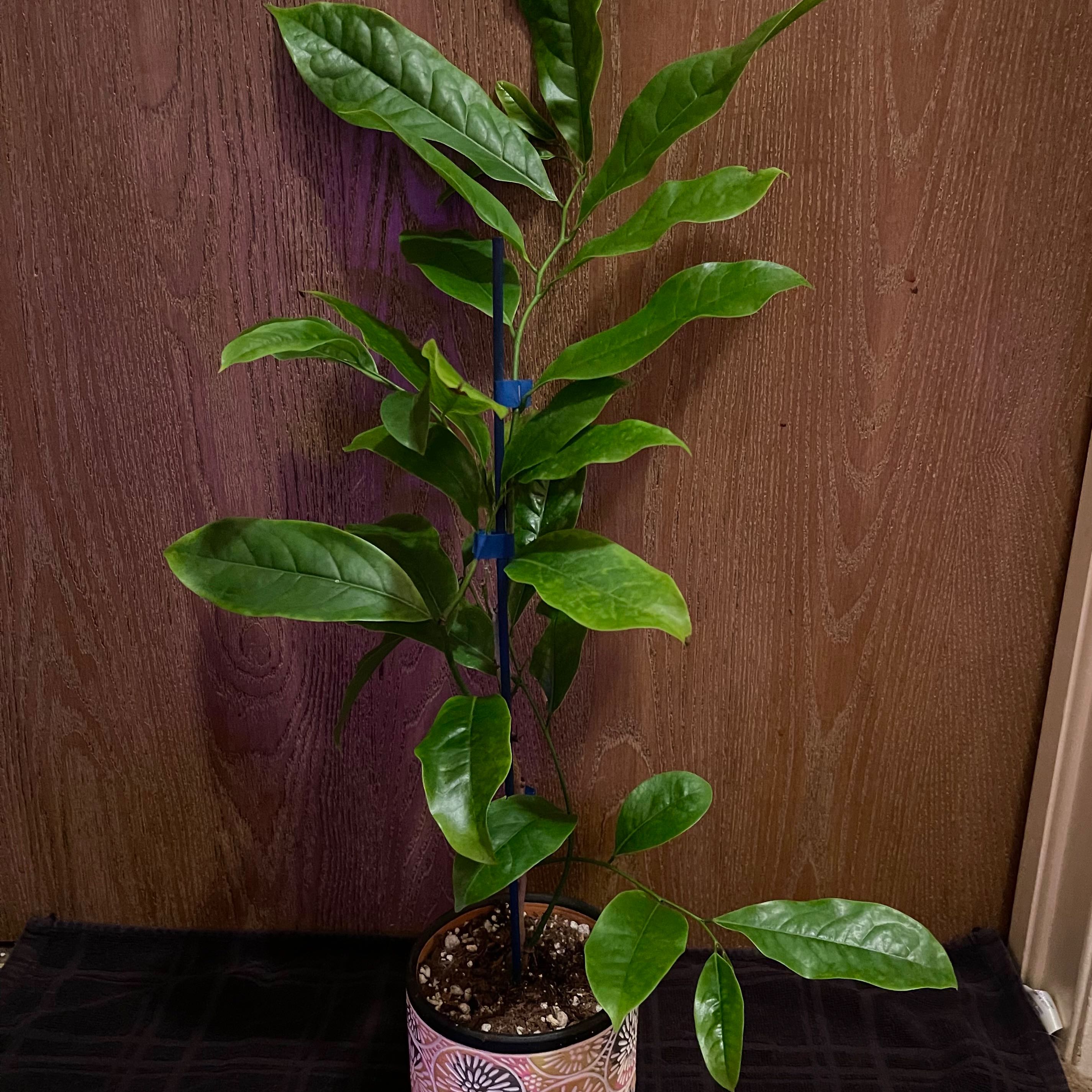 Photo of the plant species Ylang Ylang by @riverzend named xapet on Greg, the plant care app