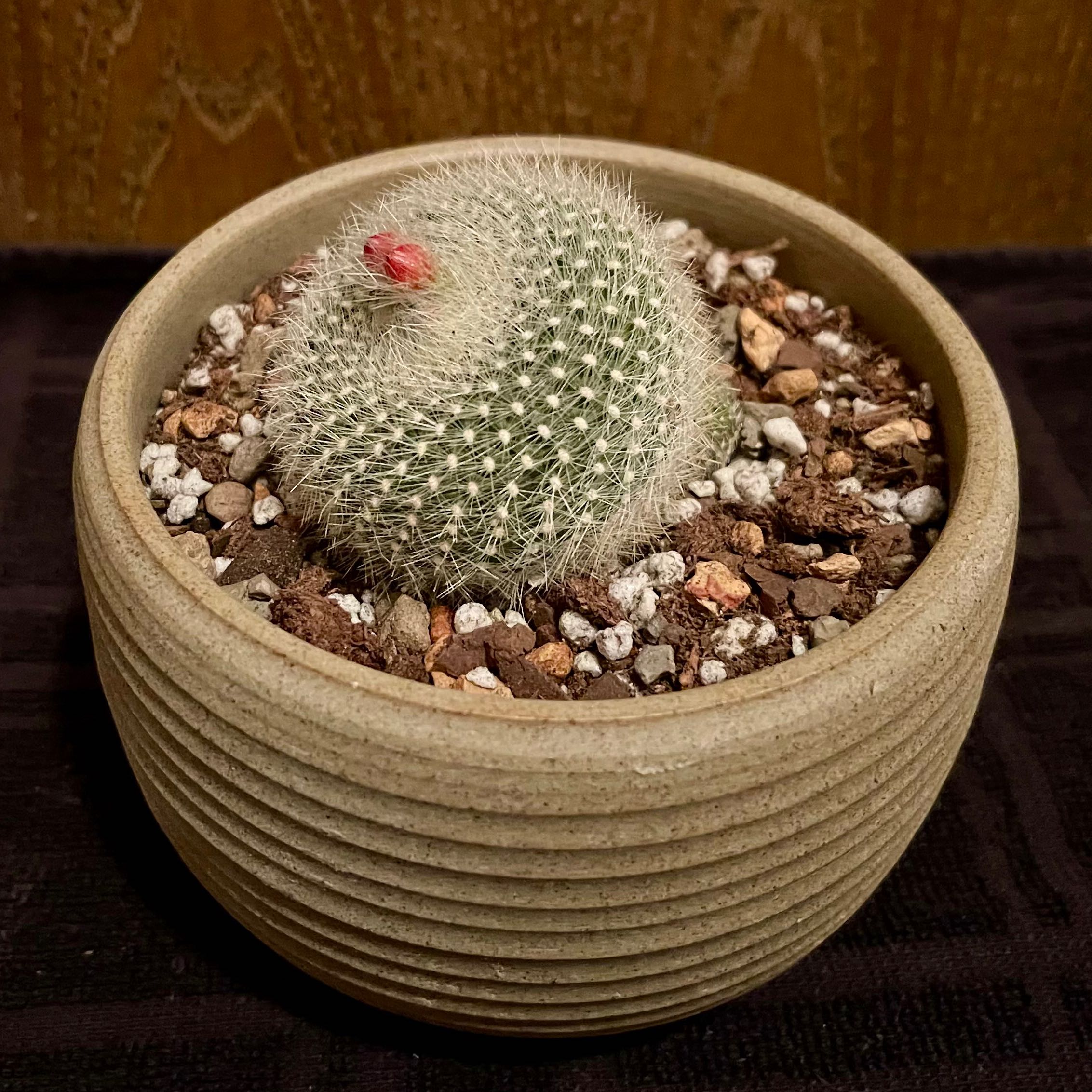 A healthy Orange Crown Cactus in a pot with visible soil.