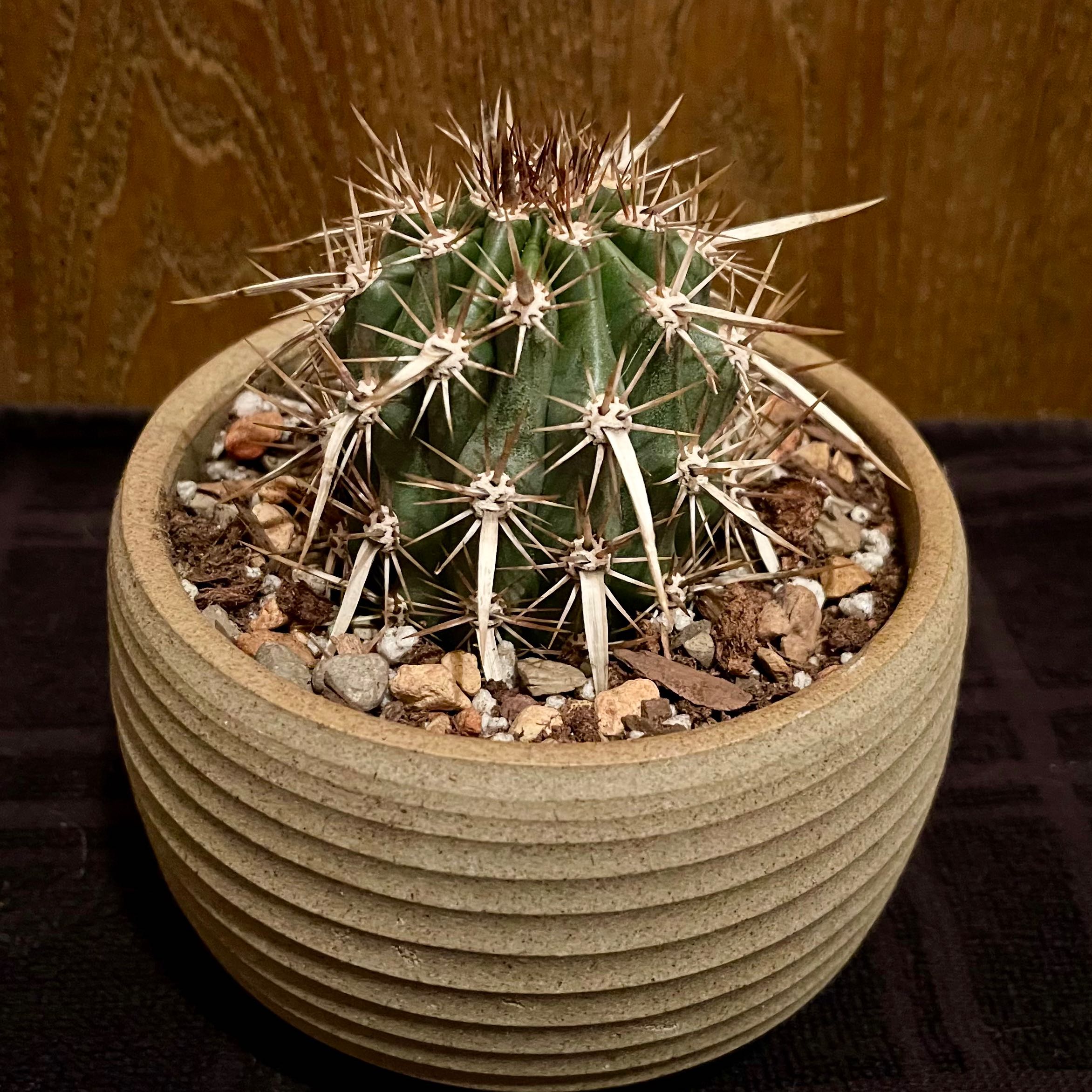 Photo of the plant species creeping devil by @riverzend named djöfull on Greg, the plant care app