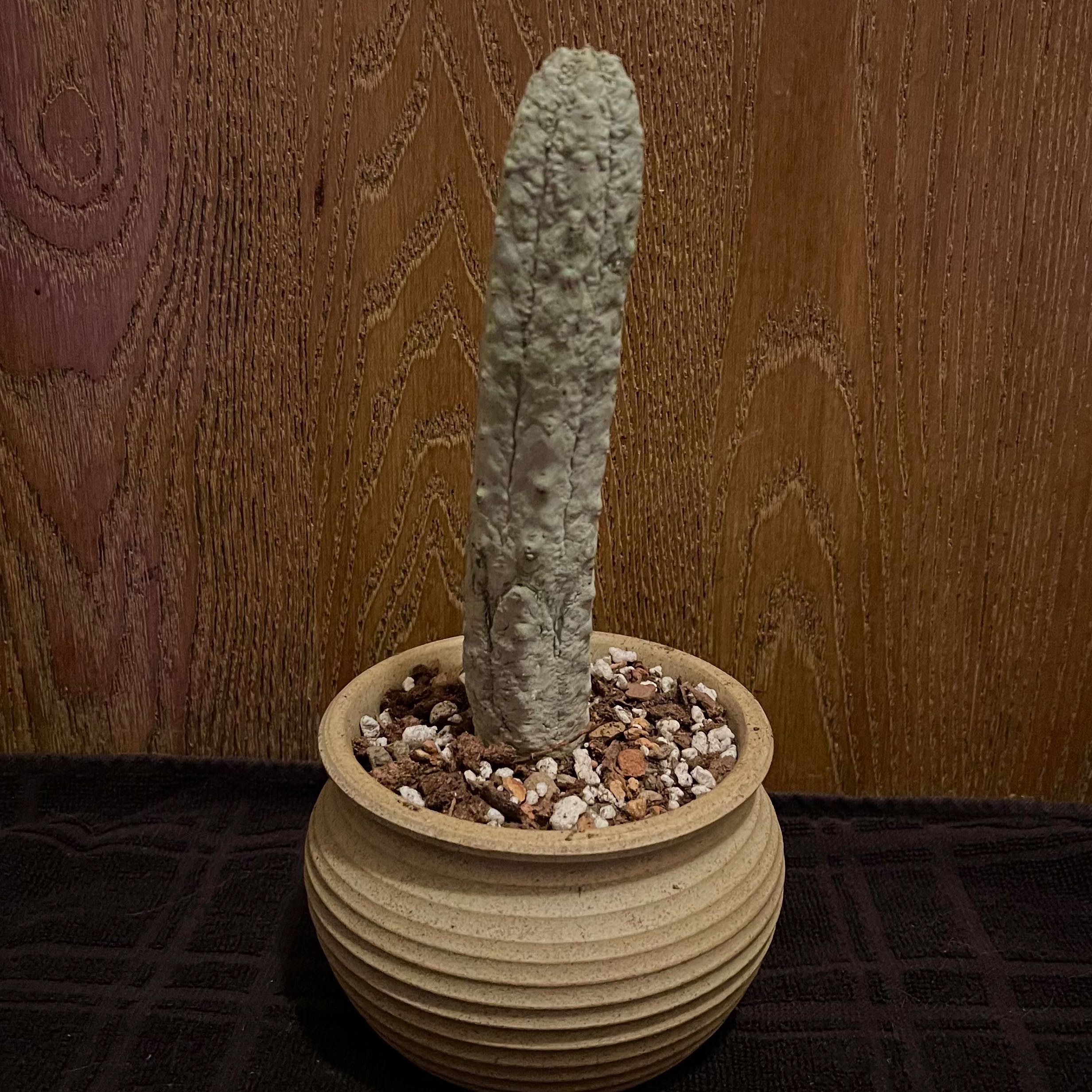 Photo of the plant species Balfour Fil Euphorbia by @riverzend named dell on Greg, the plant care app