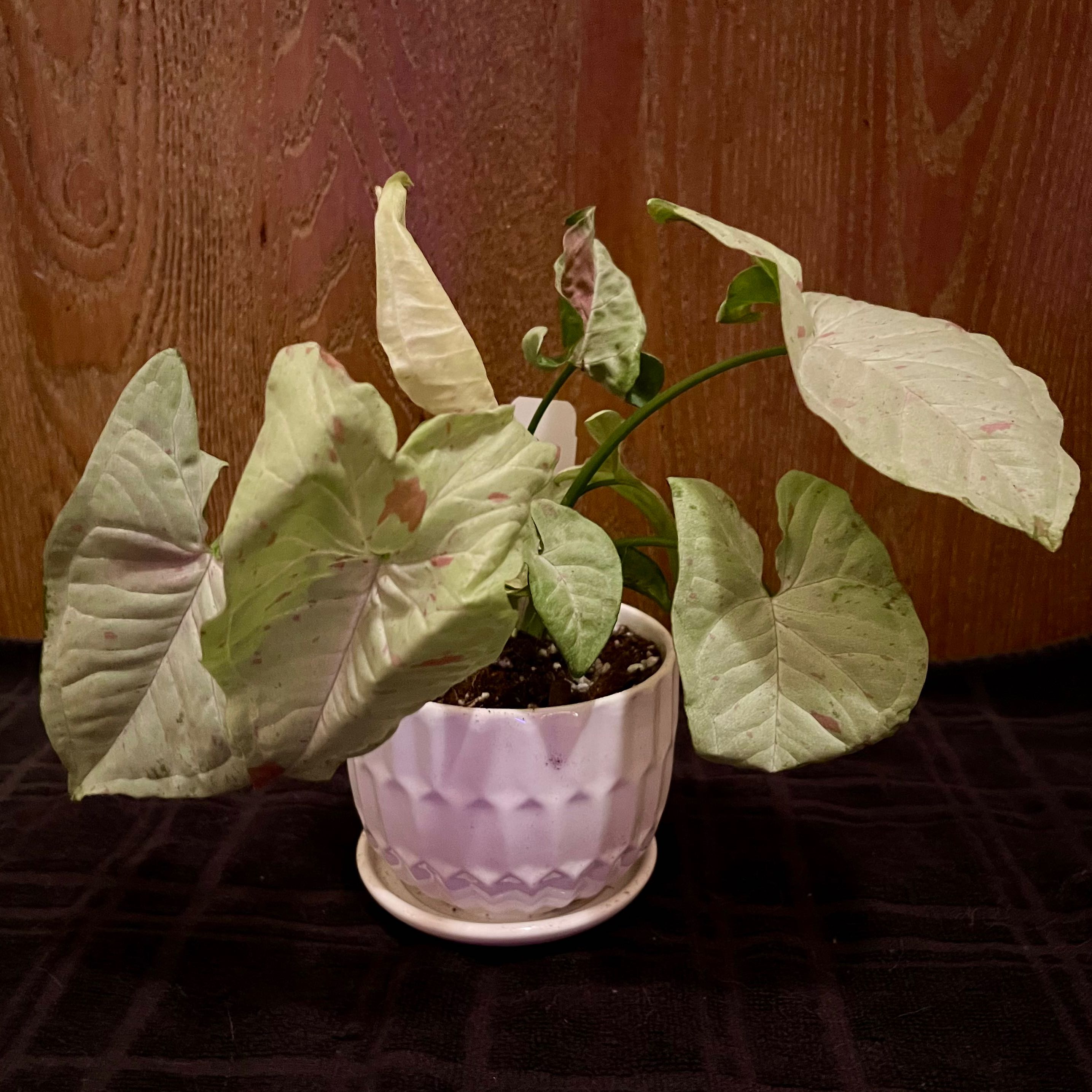 Syngonium 'Milk Confetti' plant in a white pot with light green leaves and pinkish spots.