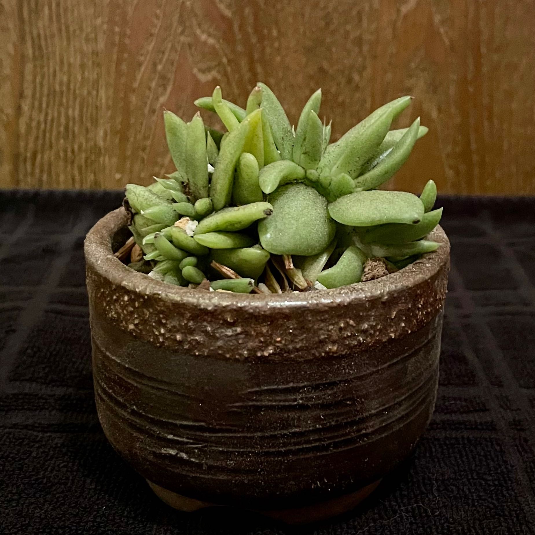 Photo of the plant species Echeveria agavoides 'Corduroy' cristata by @riverzend named orwell on Greg, the plant care app