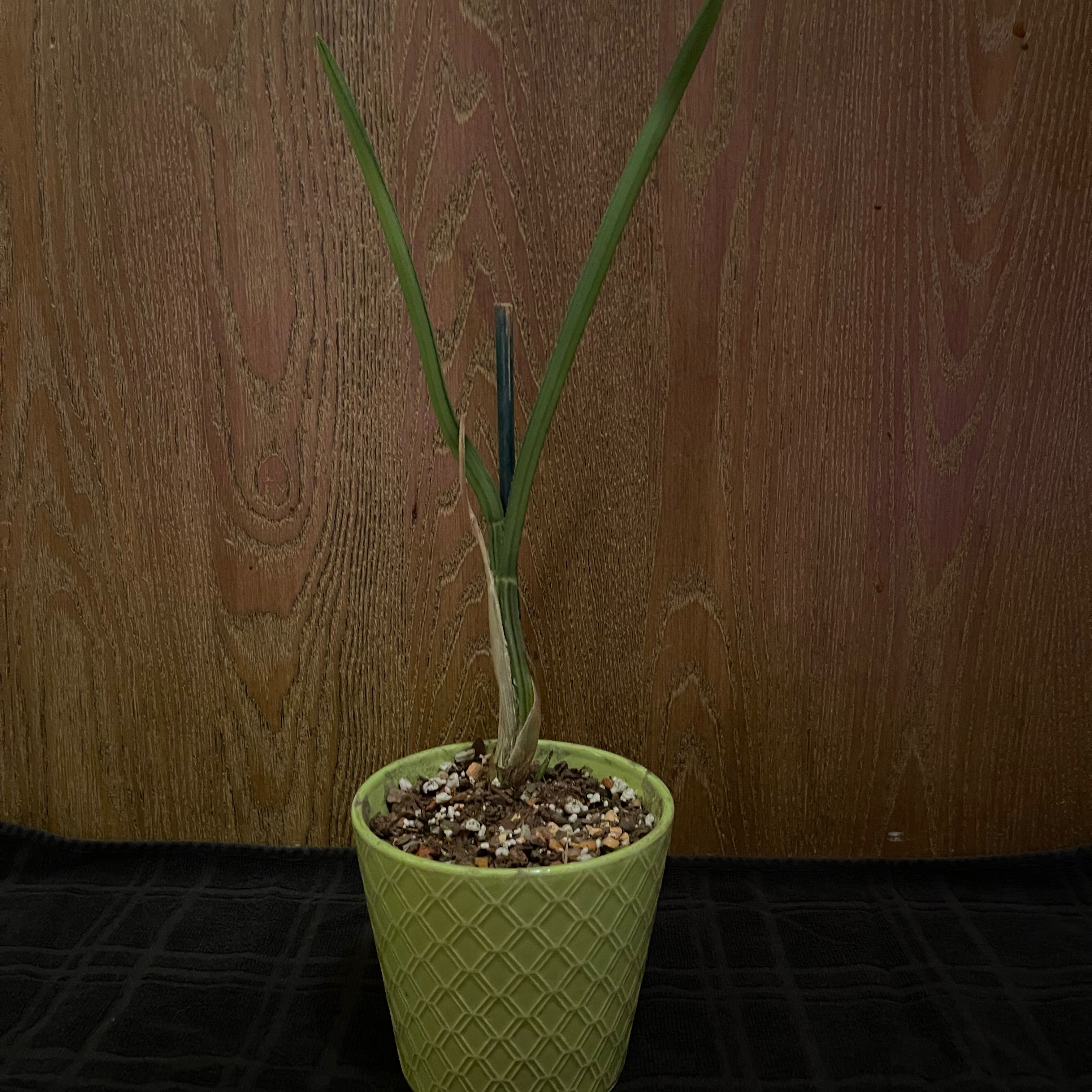 Photo of the plant species Desert Orchid by @riverzend named brönugrös on Greg, the plant care app