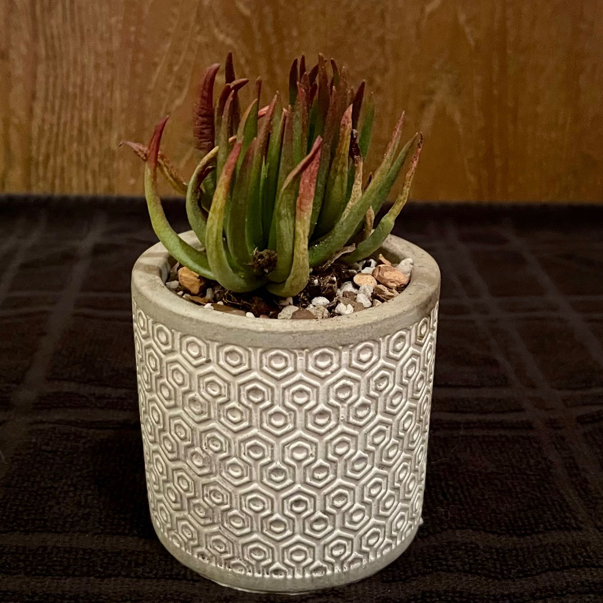 Photo of the plant species Devil's Horns by @riverzend named púki on Greg, the plant care app