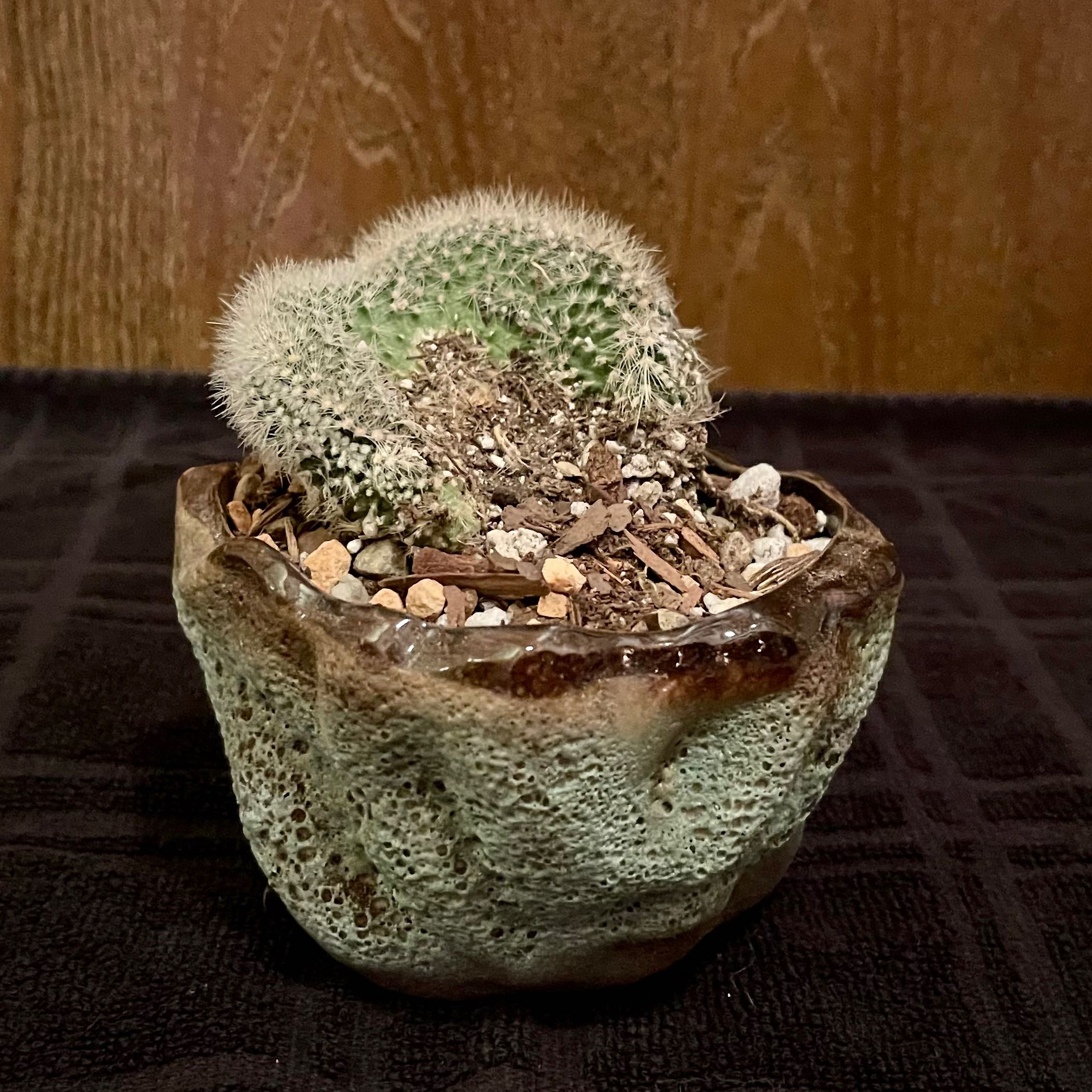 Photo of the plant species Cleistocactus strausii by @riverzend named stoca on Greg, the plant care app