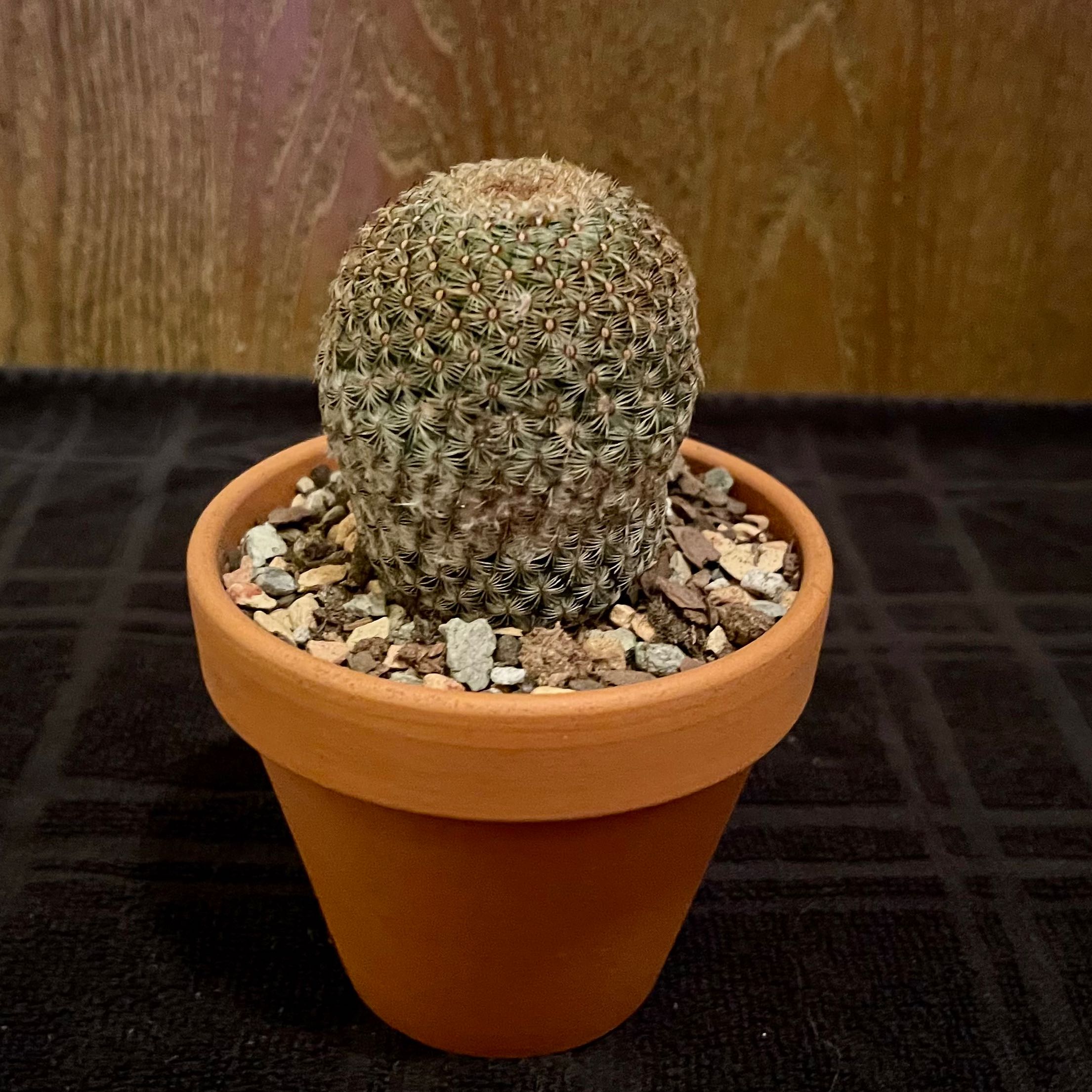Photo of the plant species Mammillaria huitzilopochtli by @riverzend named hopi on Greg, the plant care app