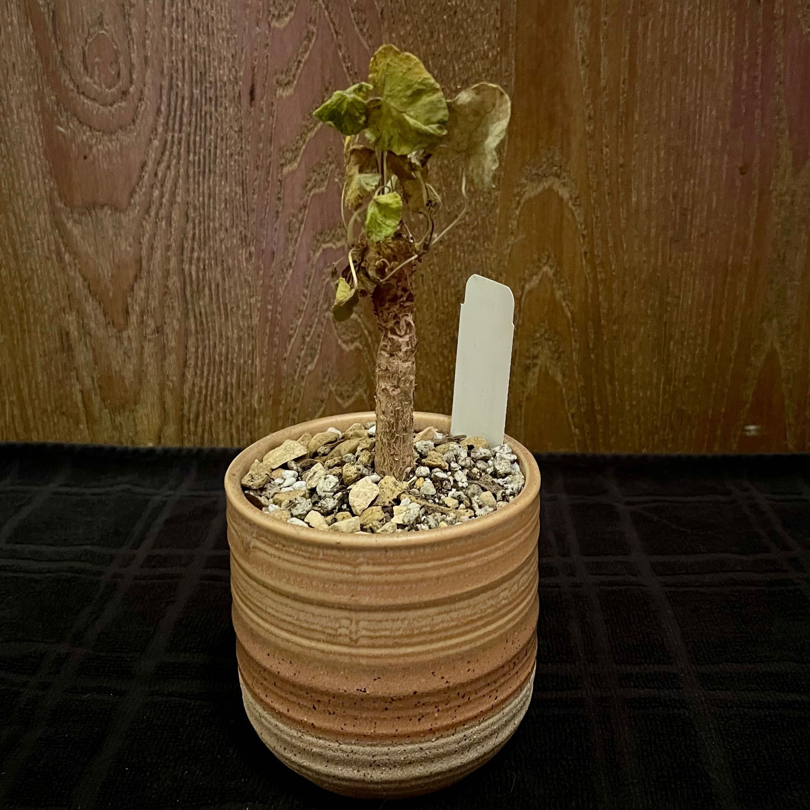 Photo of the plant species Old Father Live Forever by @riverzend named pops on Greg, the plant care app