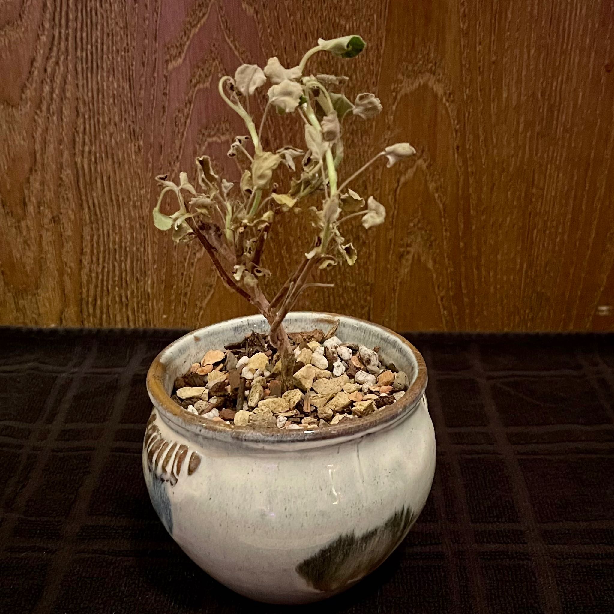 Photo of the plant species Kidney-Leaf Pelargonium by @riverzend named nýru on Greg, the plant care app