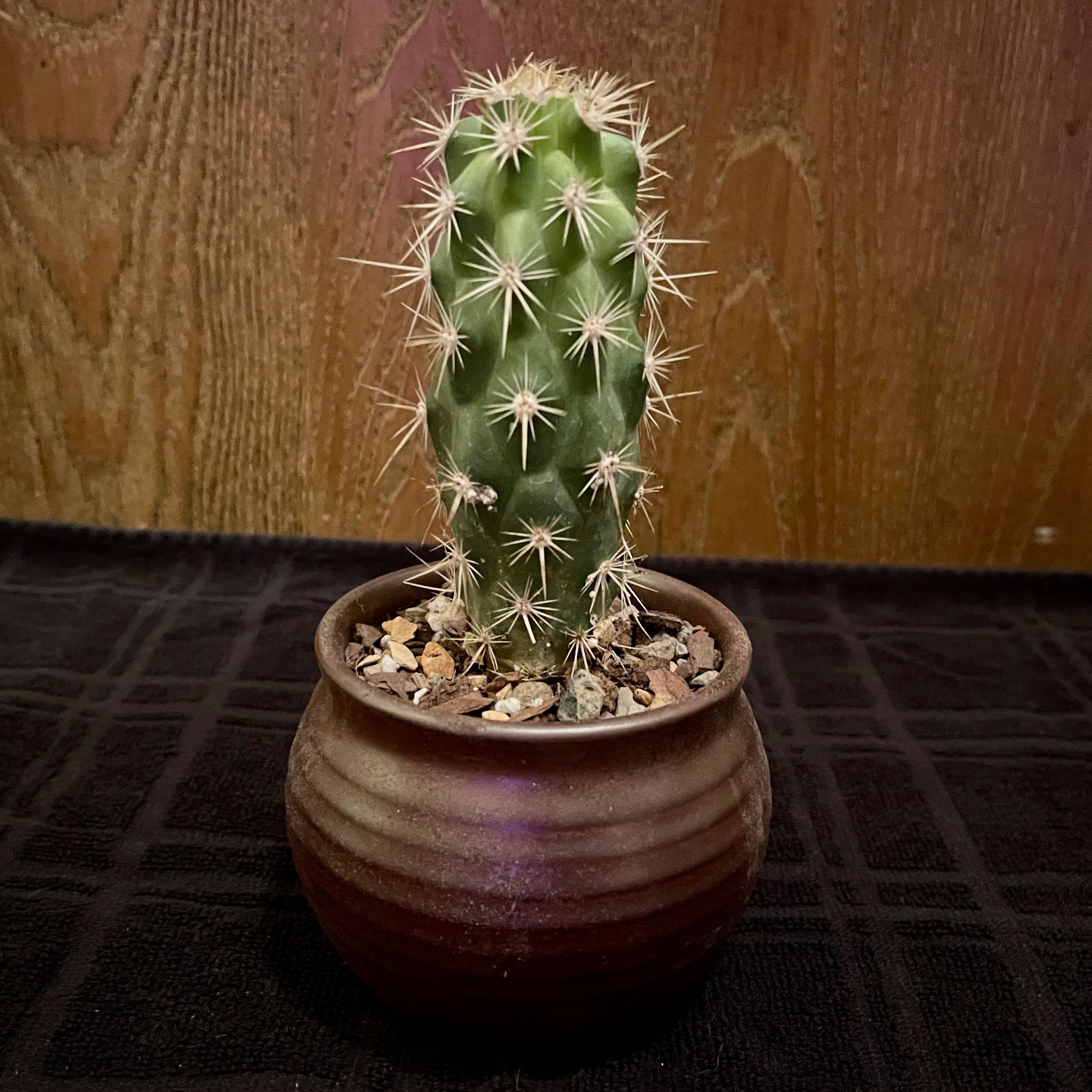 Photo of the plant species Casa De Ratas by @riverzend named barry on Greg, the plant care app