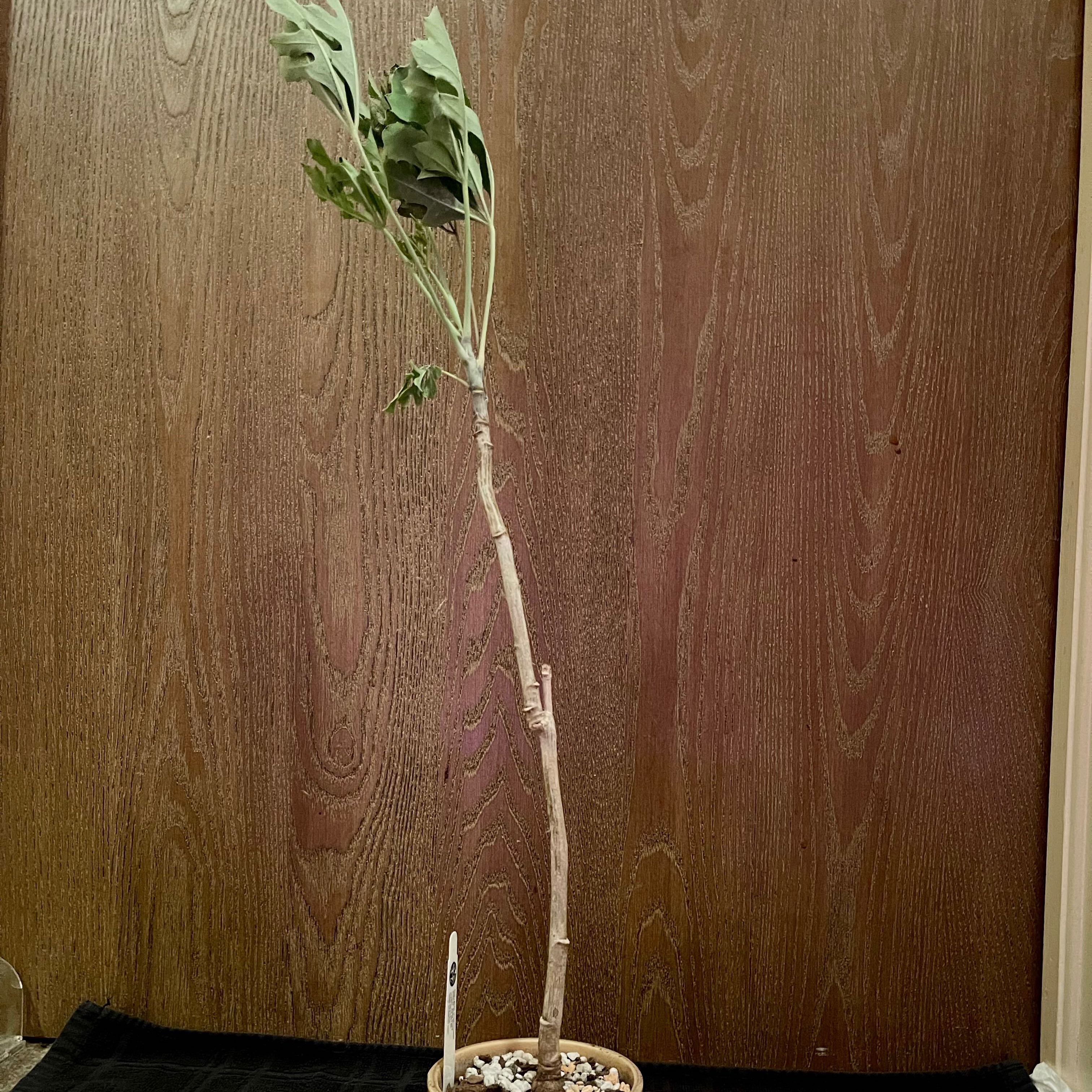 Photo of the plant species Common Cabbagetree by @riverzend named káltré on Greg, the plant care app
