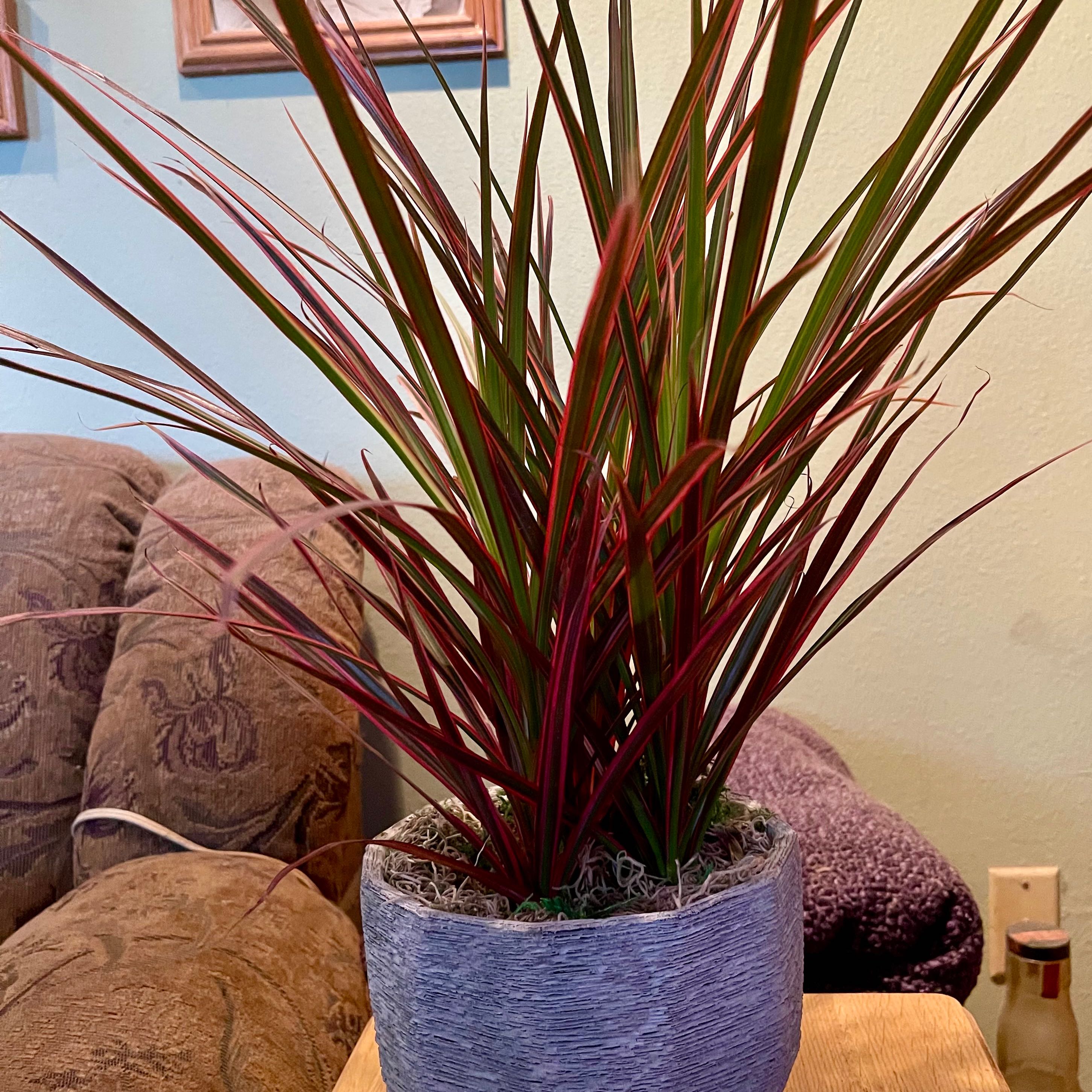 Dracaena marginata 'Bicolor' plant in a pot with vibrant, bicolored leaves.