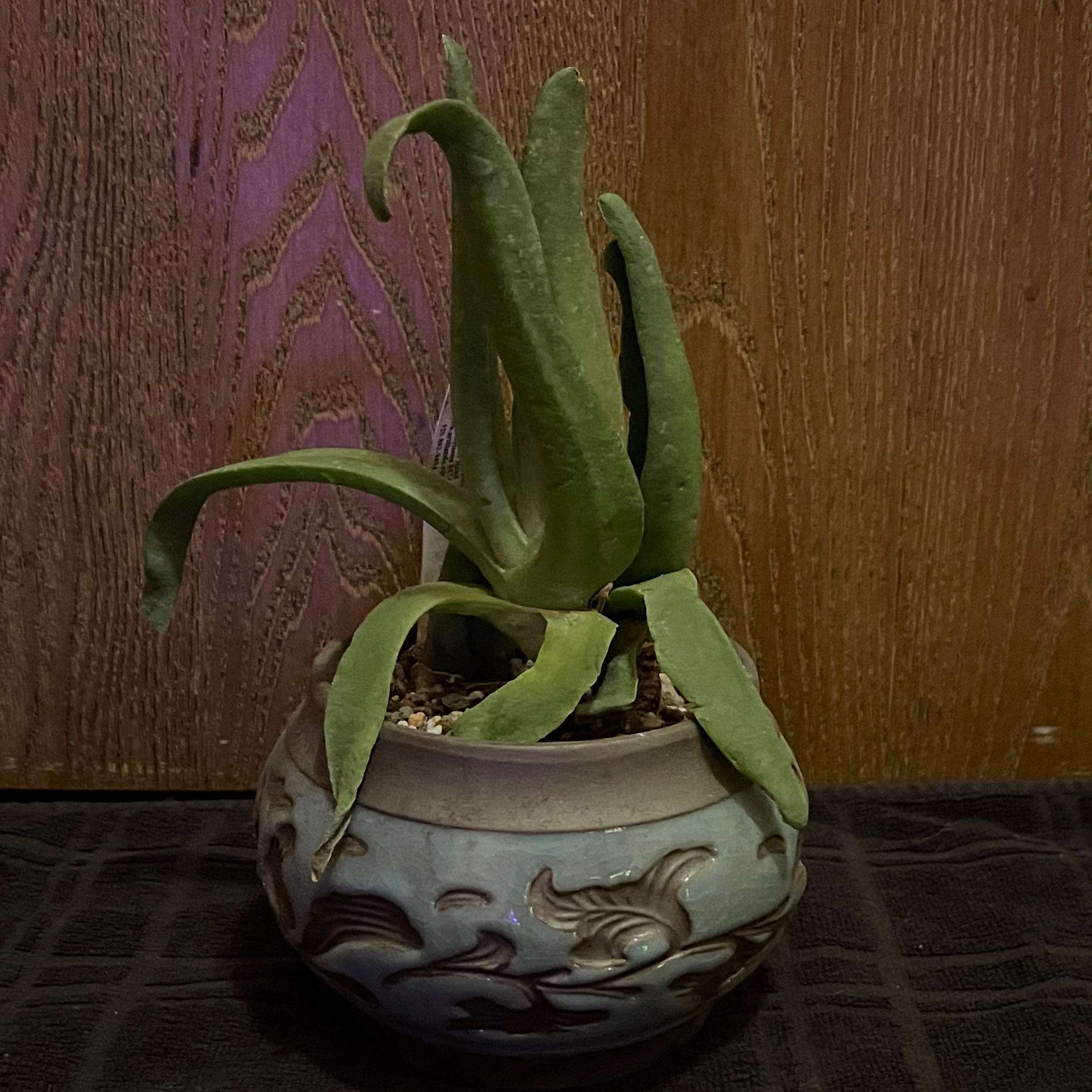 Photo of the plant species Glottiphyllum depressum by @riverzend named buffy on Greg, the plant care app