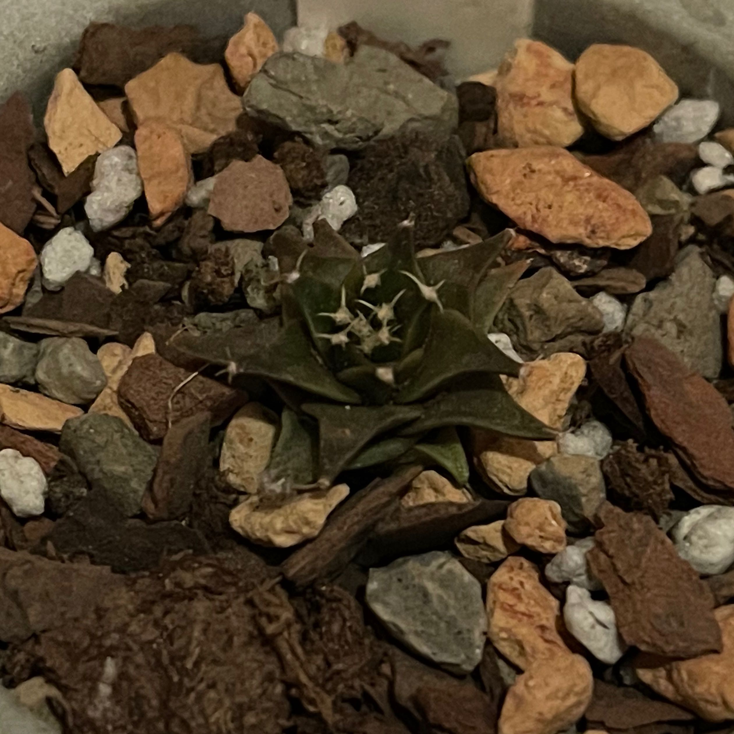 Photo of the plant species Obregonia denegrii by @riverzend named ætiþistli on Greg, the plant care app