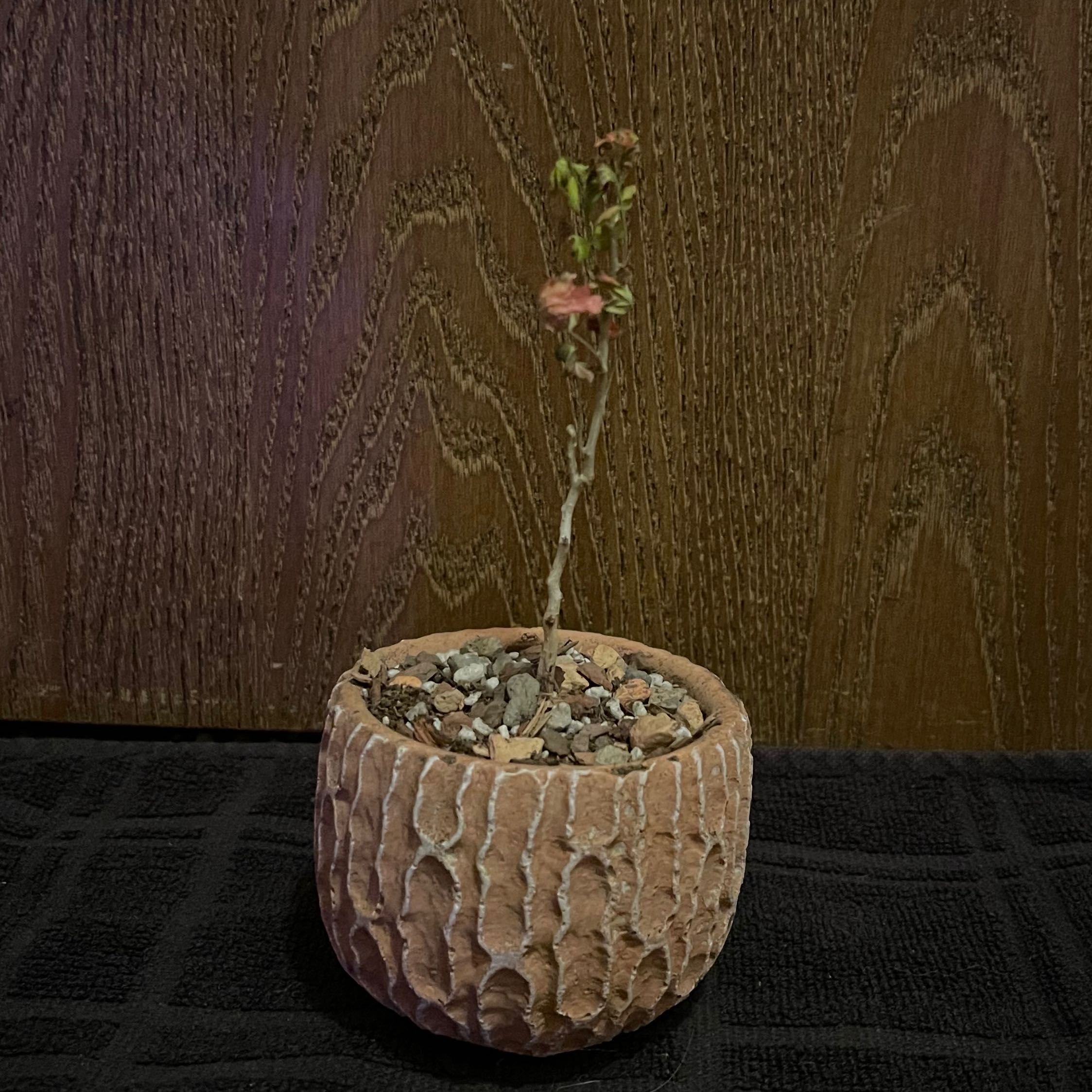 Photo of the plant species Elephant Tree by @riverzend named jaba on Greg, the plant care app
