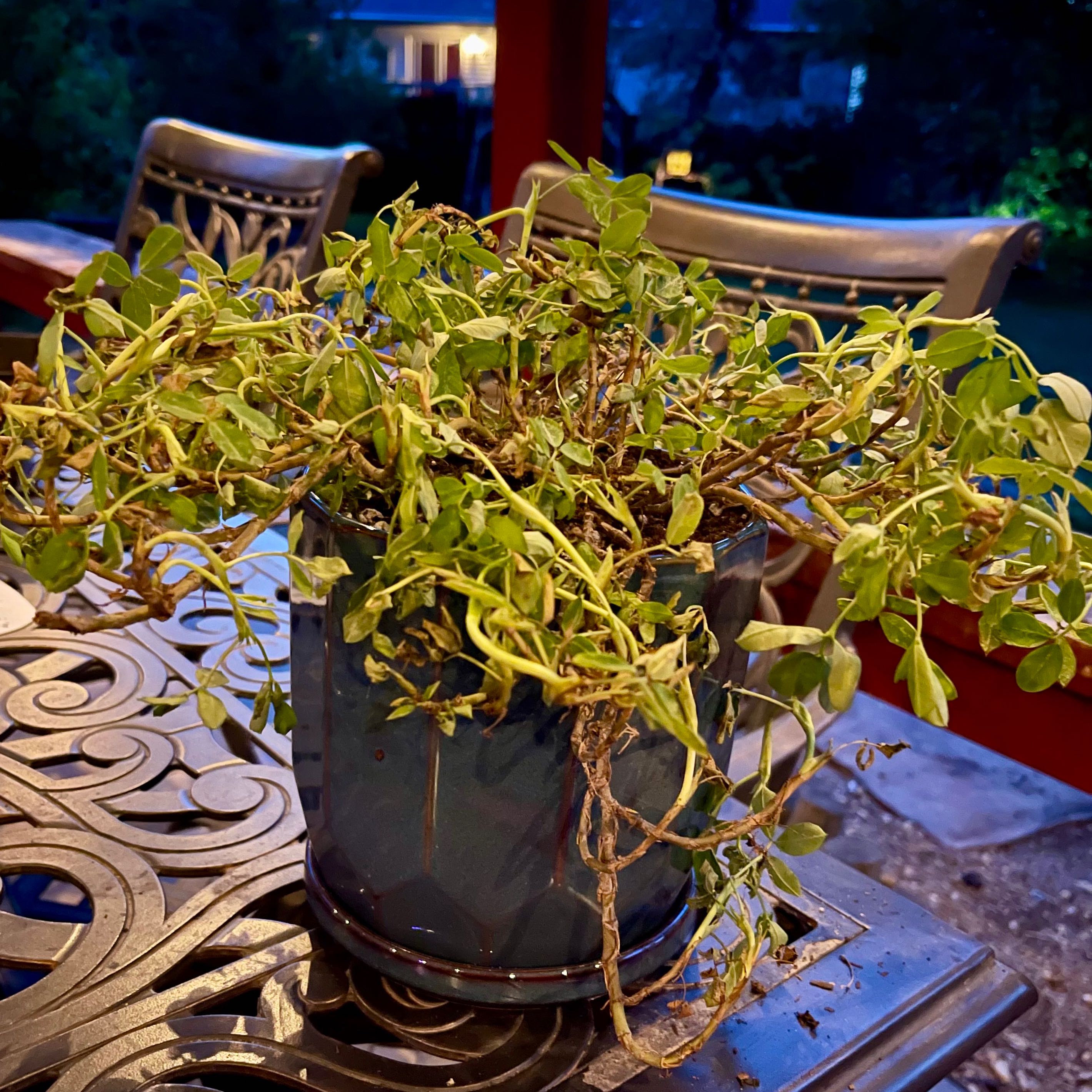 Photo of the plant species Pinto Peanut by @riverzend named hnetu on Greg, the plant care app