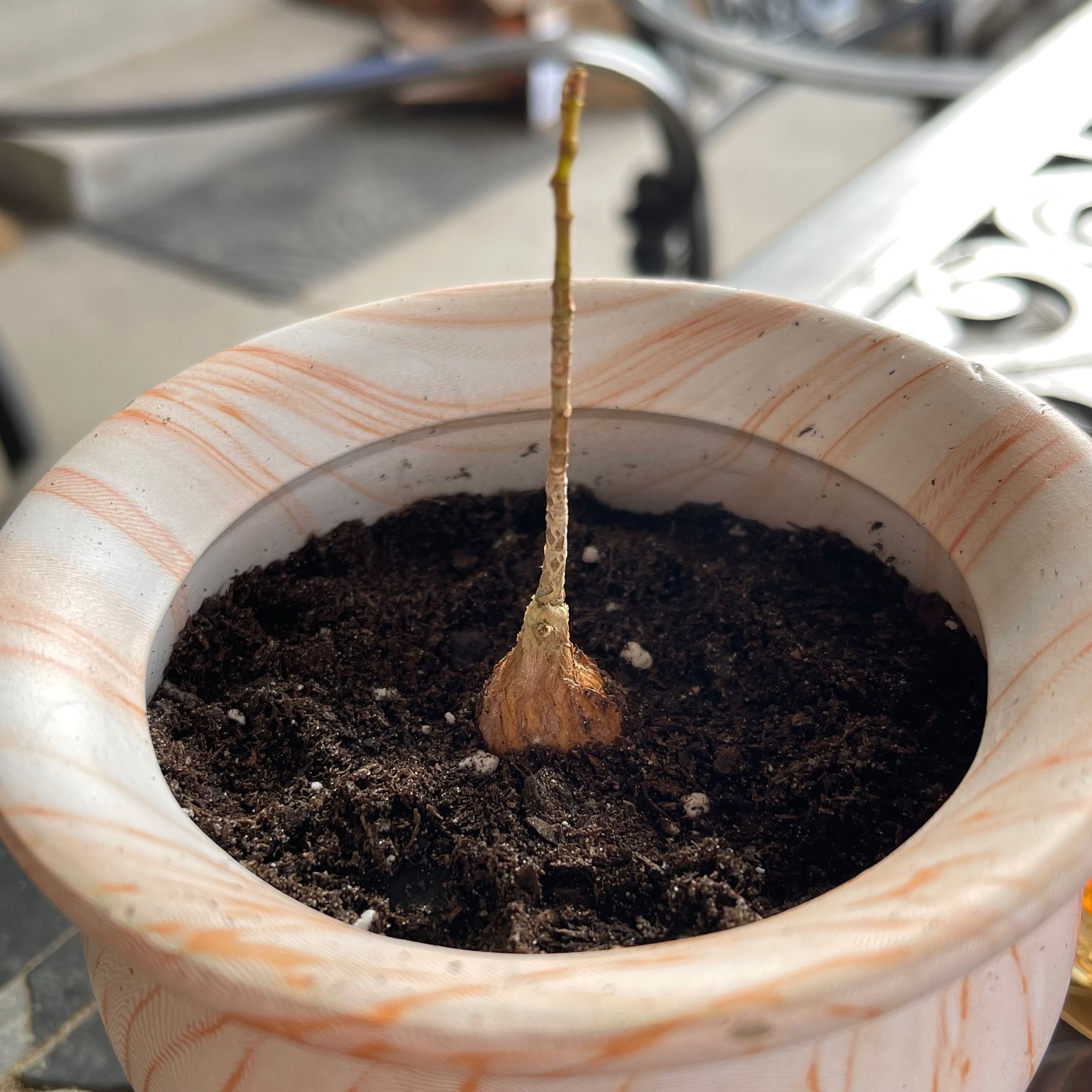 Photo of the plant species shortleaf fig by @riverzend named mynd on Greg, the plant care app