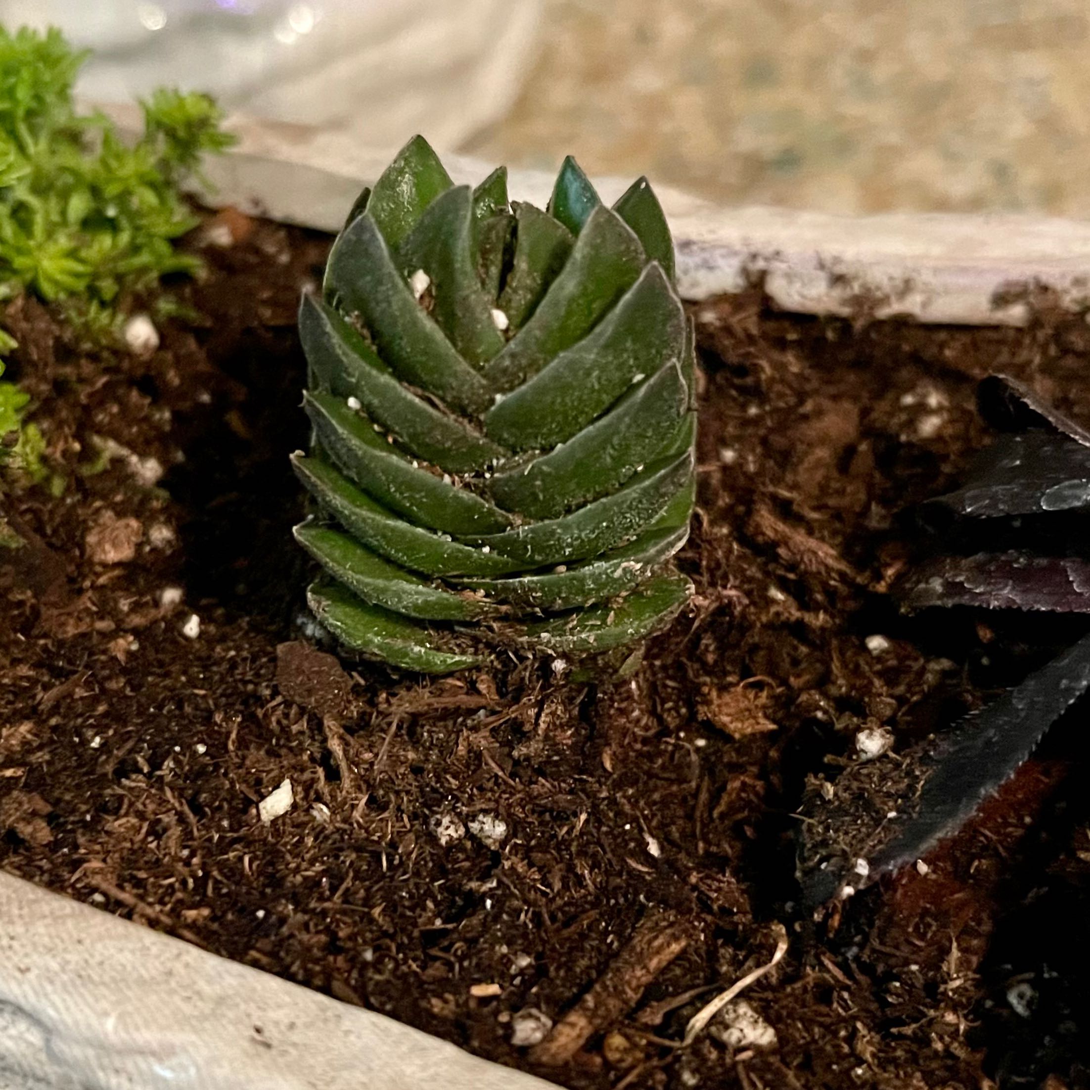 Crassula 'Buddha's Temple' plant in soil, healthy and well-framed.