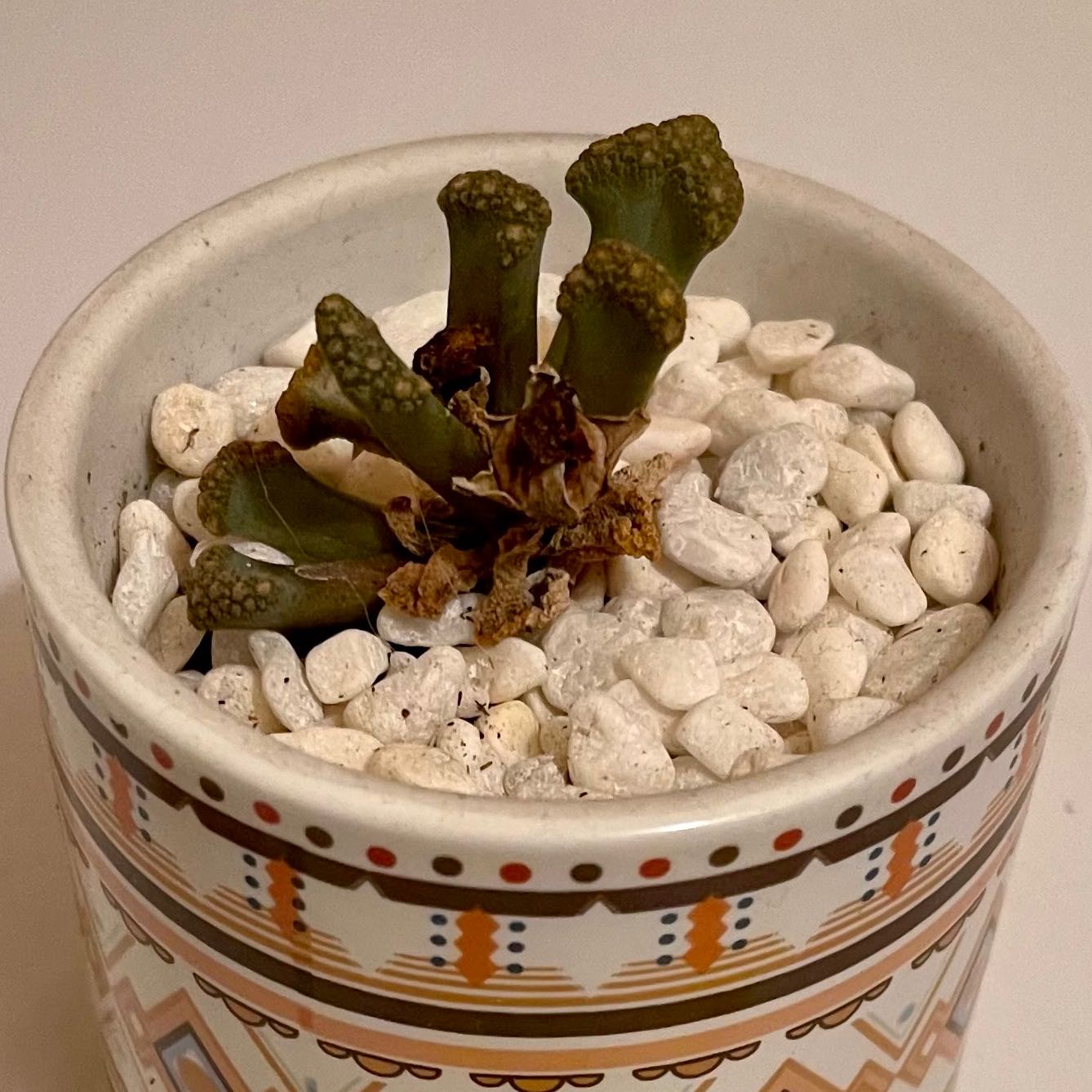Photo of the plant species Jewel Plant by @riverzend named ugo on Greg, the plant care app