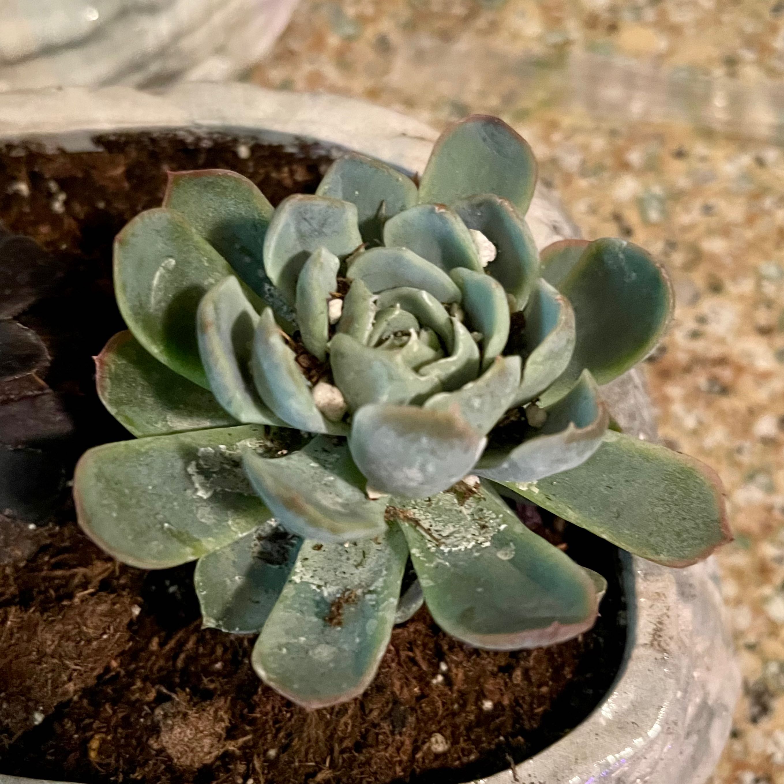 Photo of the plant species Echeveria 'Raspberry Ice' by @riverzend named hindberjum on Greg, the plant care app