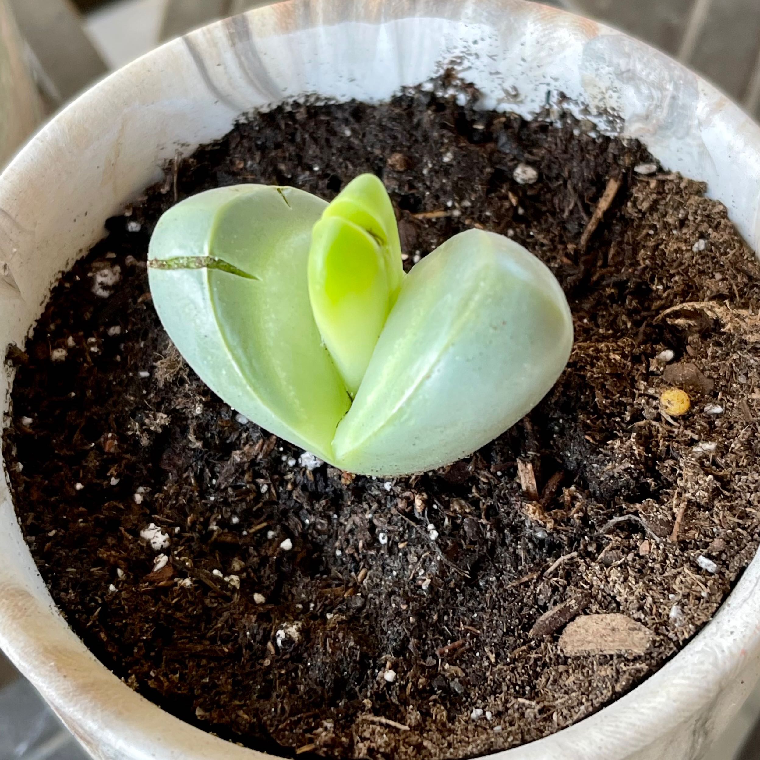 Photo of the plant species Argyroderma pearsonii by @riverzend named gyro on Greg, the plant care app