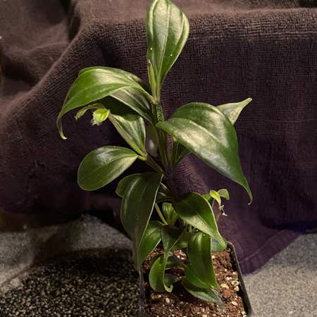 Photo of the plant species Medinilla 'Lalique' by @riverzend named lafawnduh on Greg, the plant care app