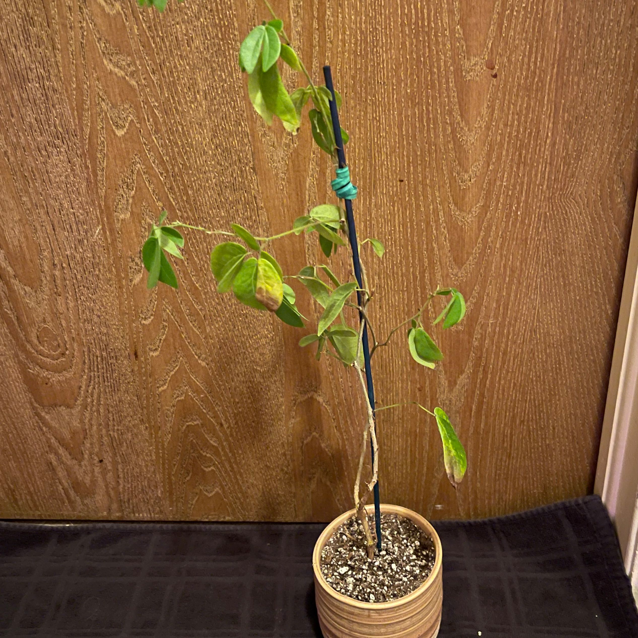 Photo of the plant species Pink Powder Puff by @riverzend named púst on Greg, the plant care app