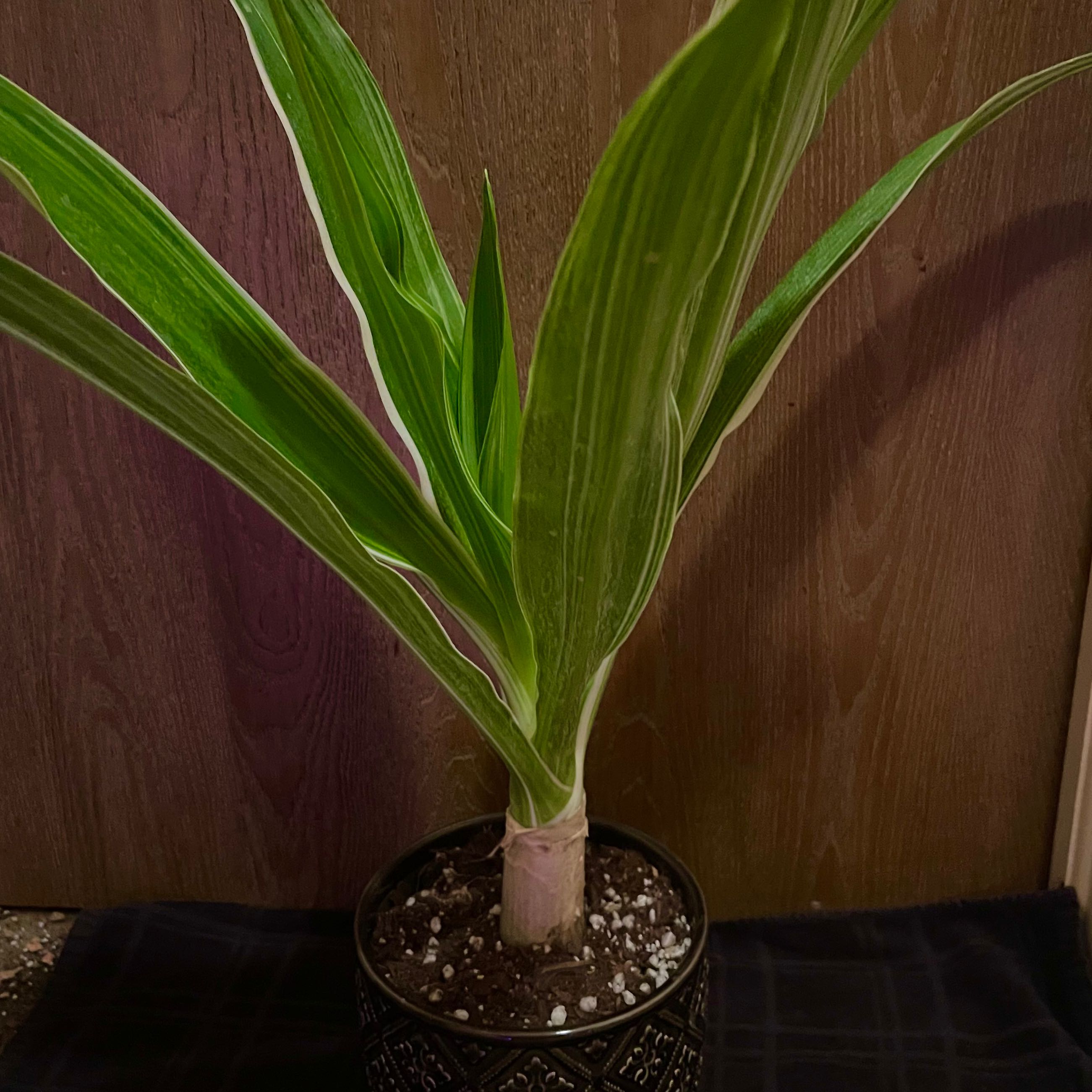 Photo of the plant species Variegated Grand Crinum Lily by @riverzend named lilja on Greg, the plant care app