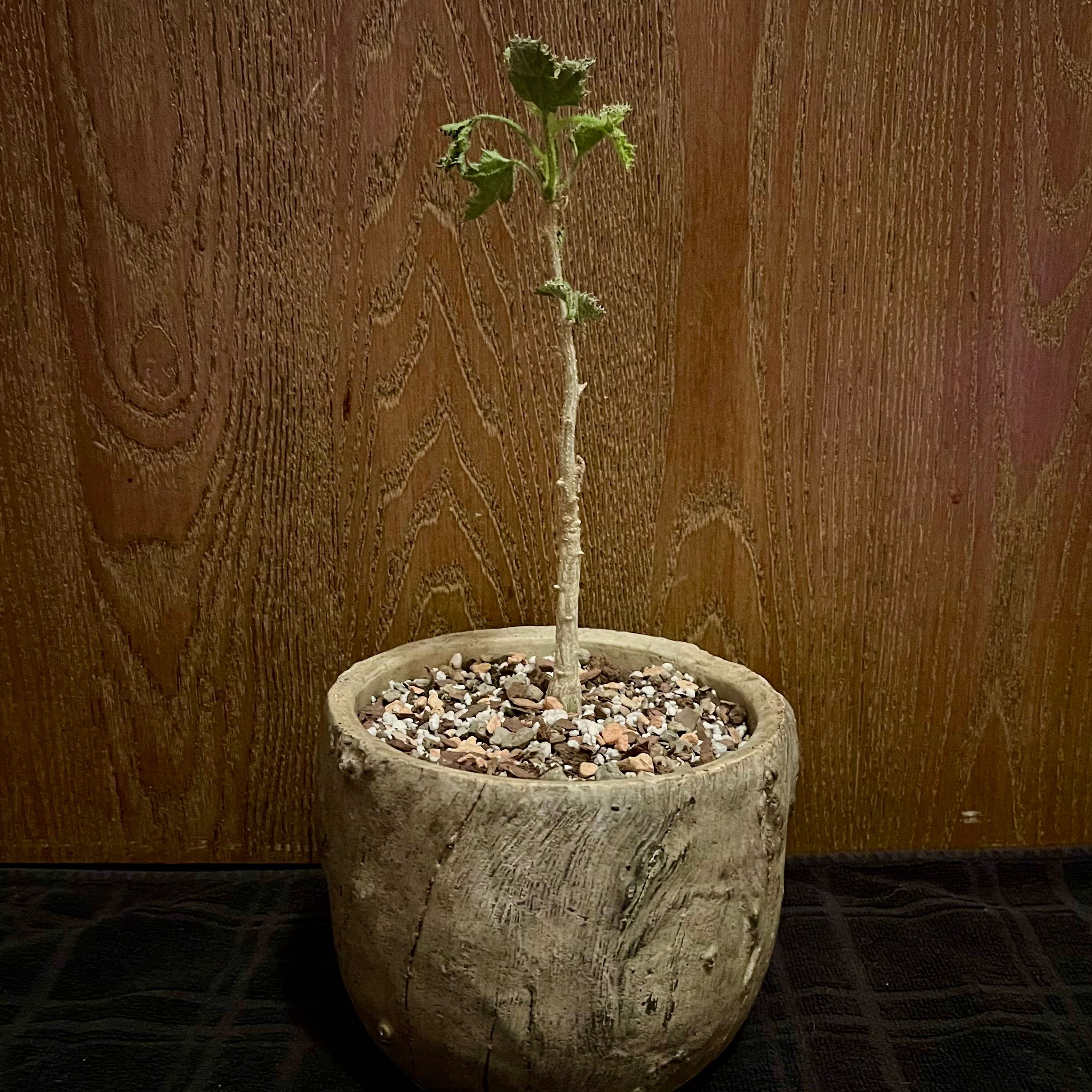 Photo of the plant species Cucumber Tree by @riverzend named tré on Greg, the plant care app
