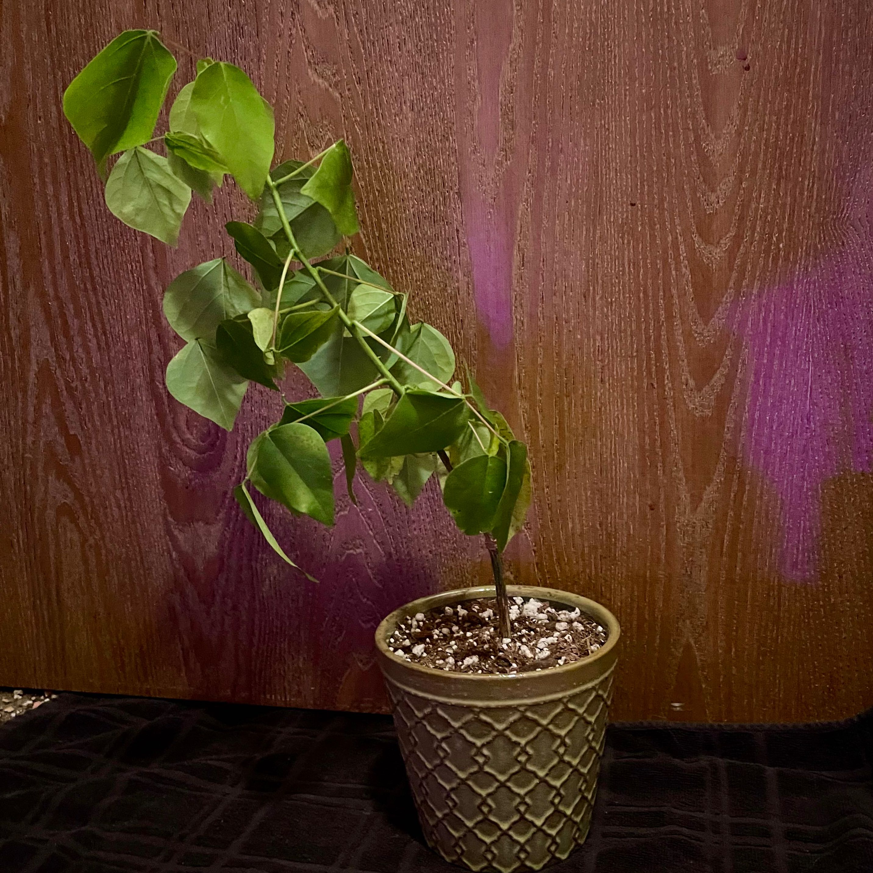 Photo of the plant species Shrub Coral Tree by @riverzend named runni on Greg, the plant care app