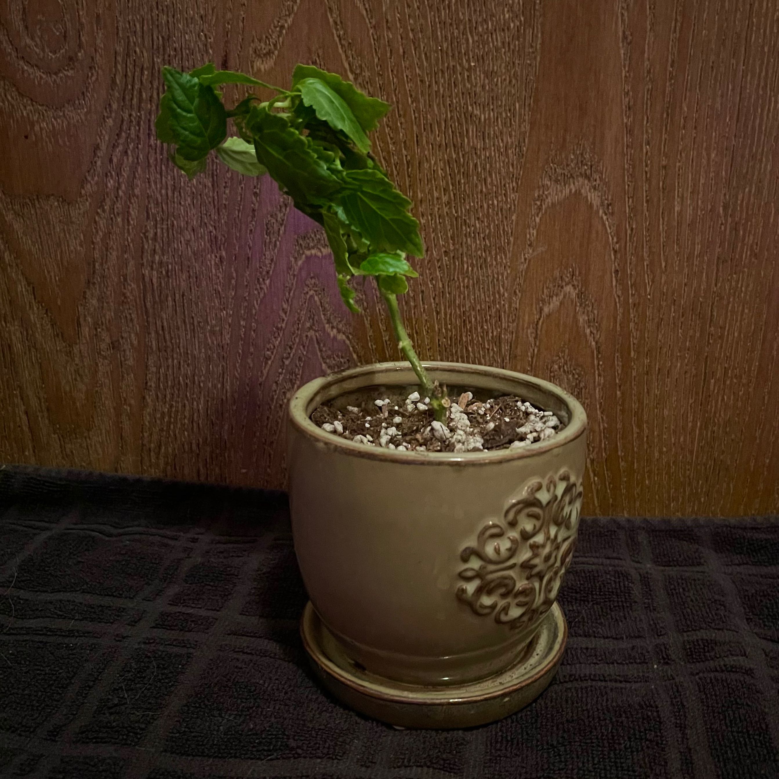 Photo of the plant species Java Patchouli by @riverzend named pogo on Greg, the plant care app