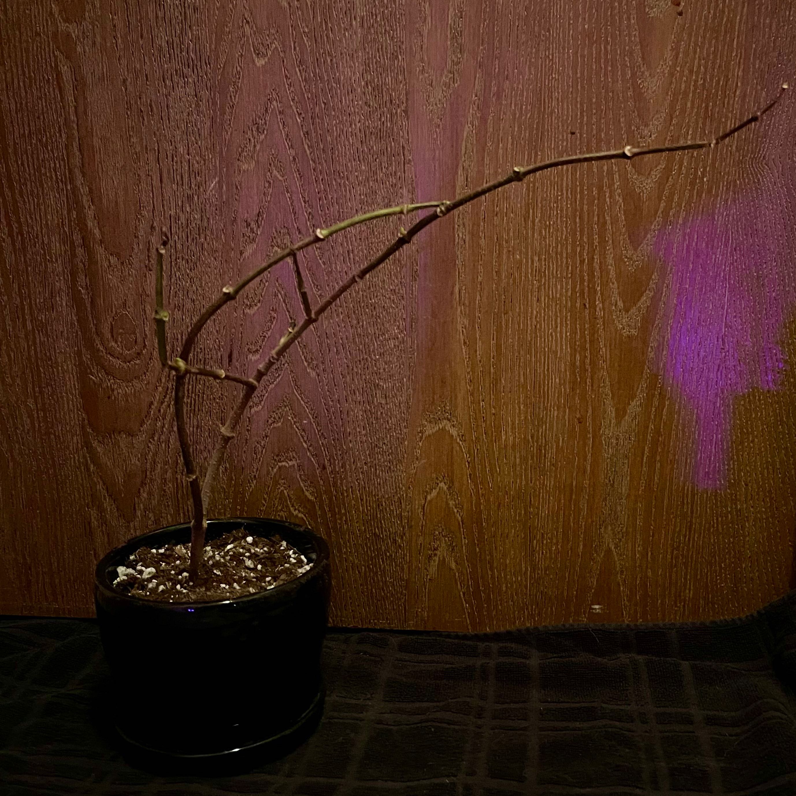 Photo of the plant species Twisted Cord Flower by @riverzend named brenglaður on Greg, the plant care app