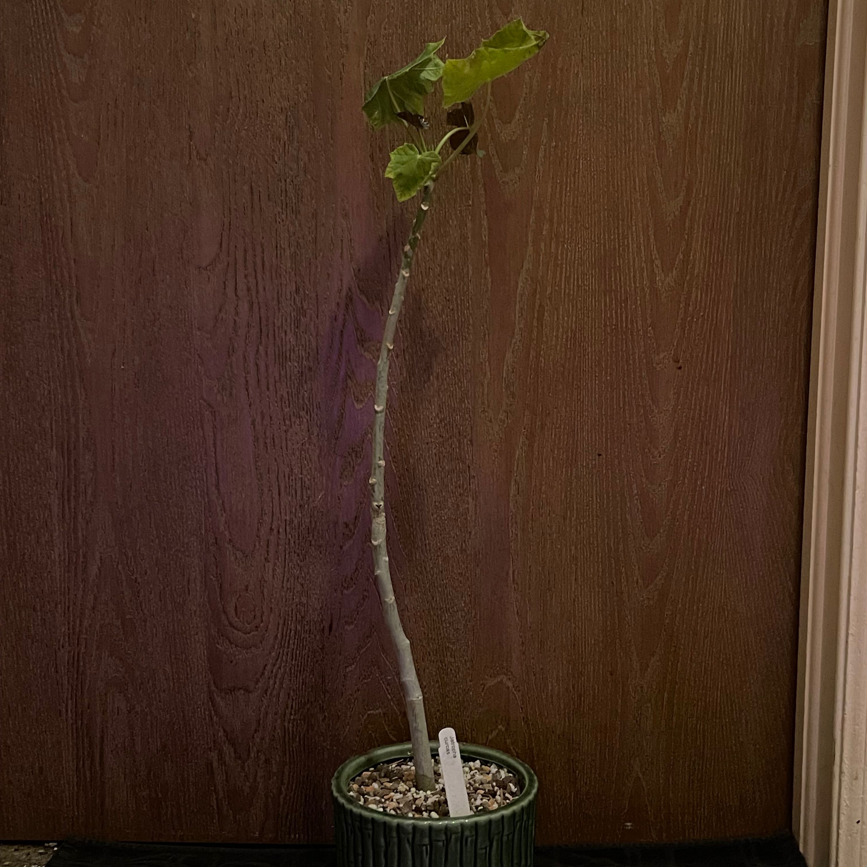 Photo of the plant species Physic Nut by @riverzend named hneta on Greg, the plant care app