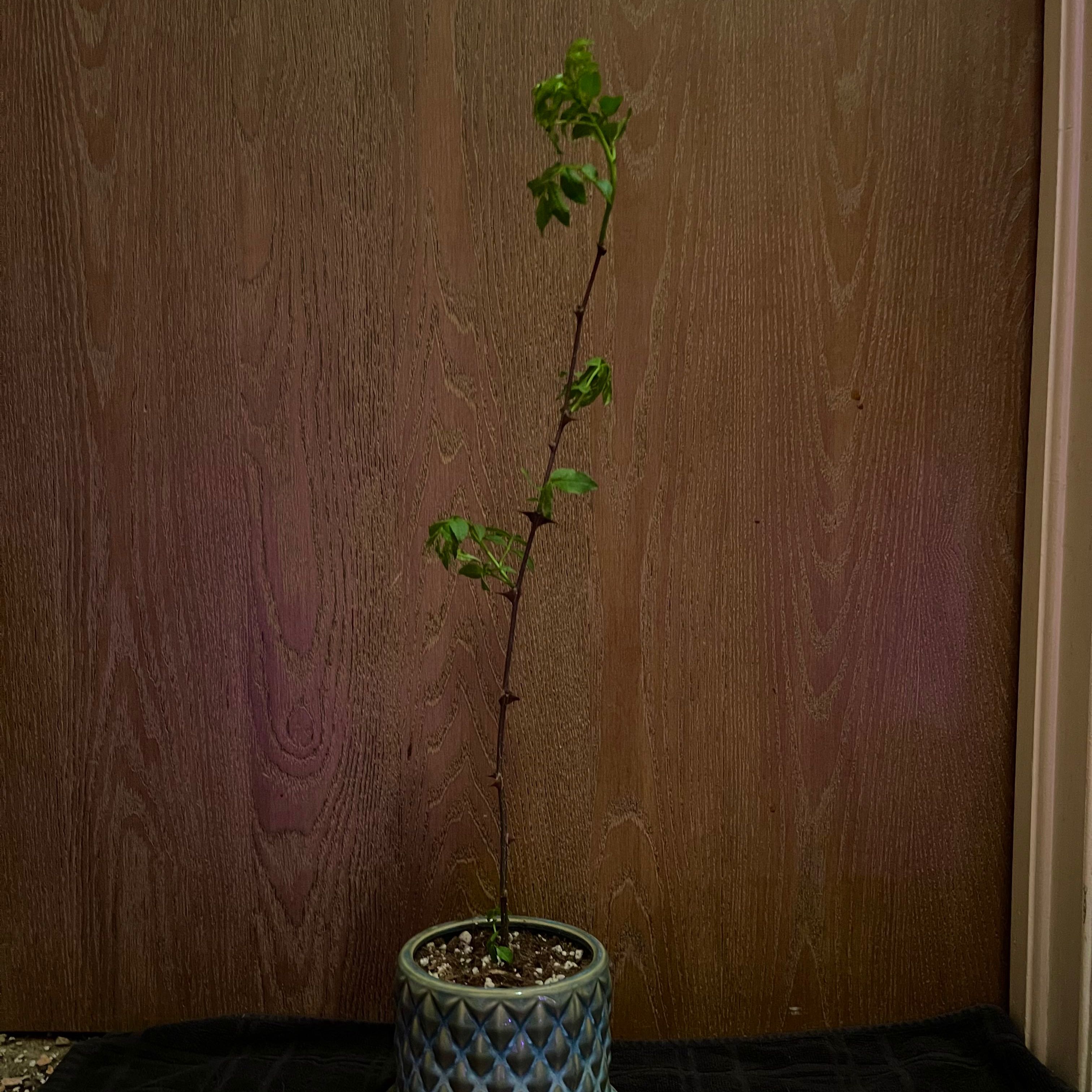 Photo of the plant species Szechuan Pepper by @riverzend named pipar on Greg, the plant care app