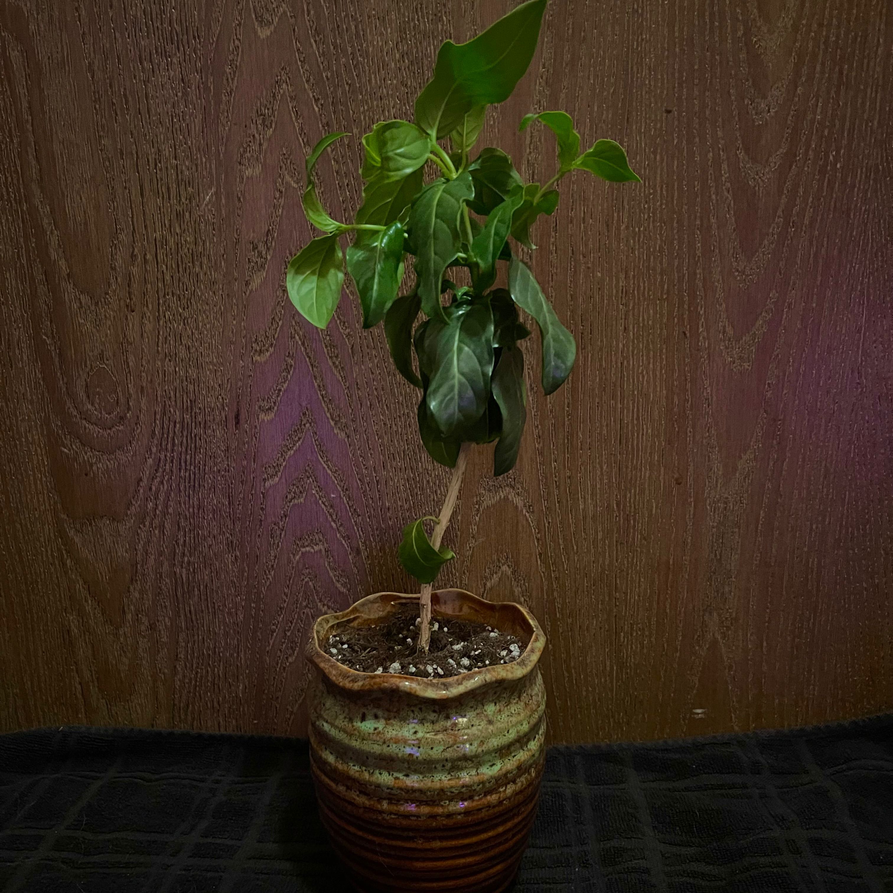 Photo of the plant species Tree Lily by @riverzend named ricky on Greg, the plant care app
