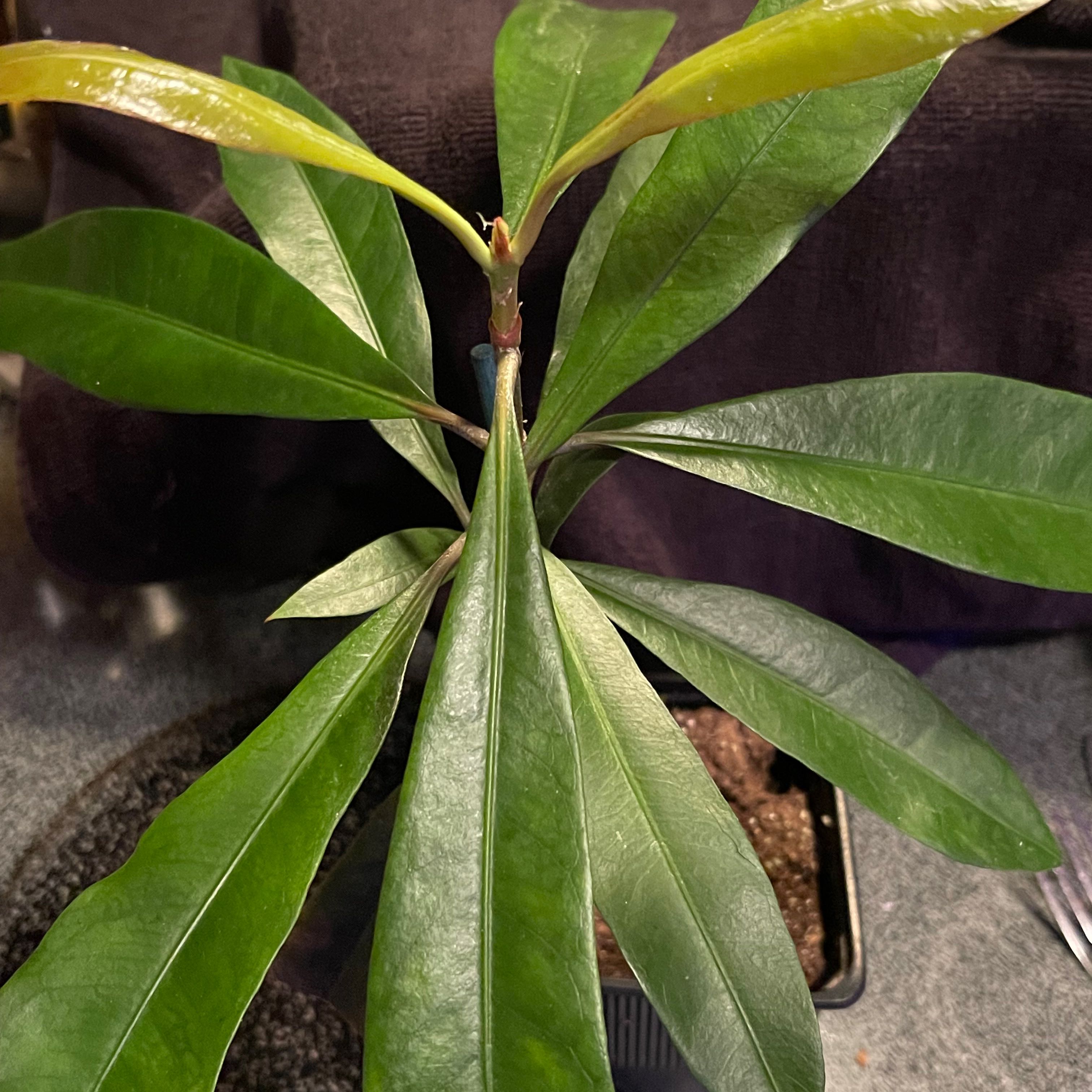 Photo of the plant species Fragrant Ixora by @riverzend named vændiskona on Greg, the plant care app