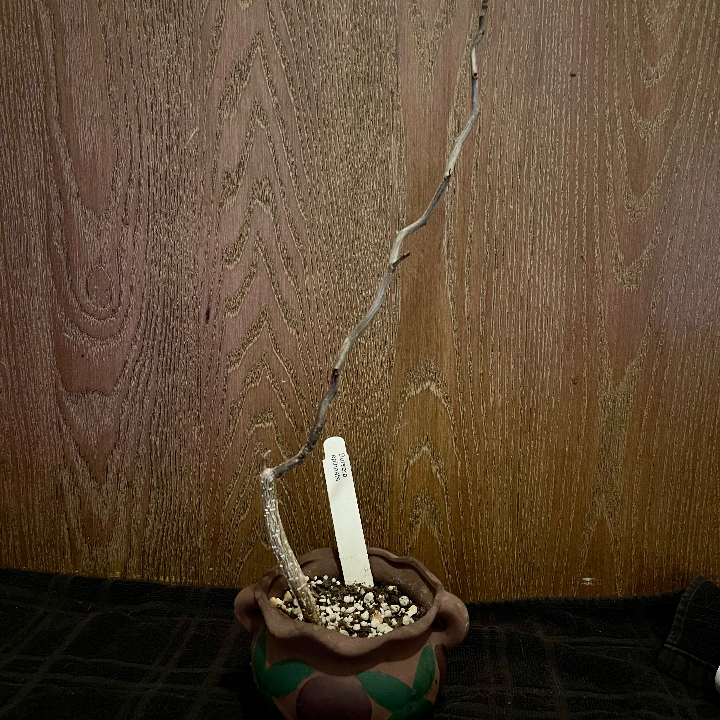 Photo of the plant species Southern Elephant Tree by @riverzend named pinto on Greg, the plant care app