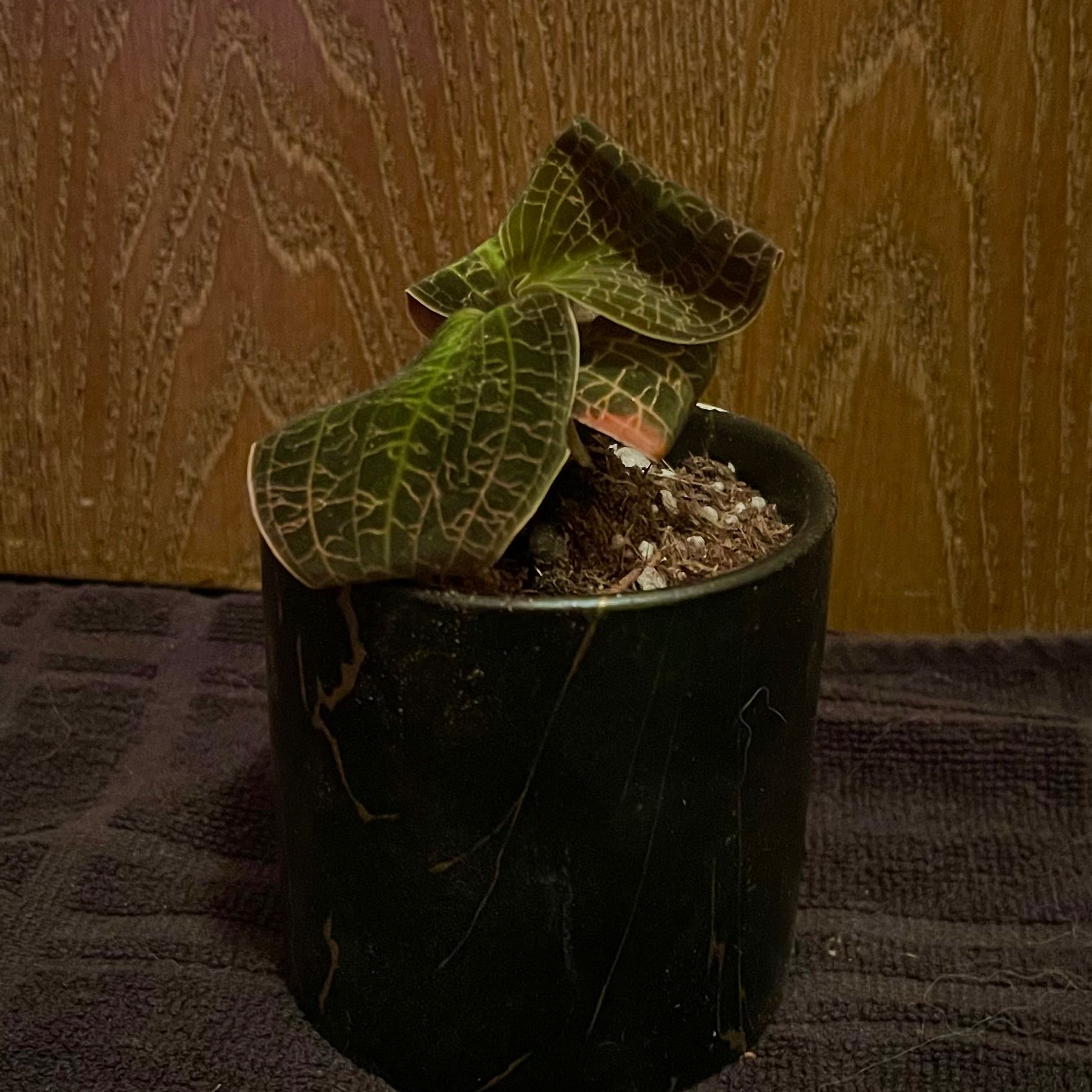 Photo of the plant species Lava-Leaf Jewel Orchid by @riverzend named magma on Greg, the plant care app