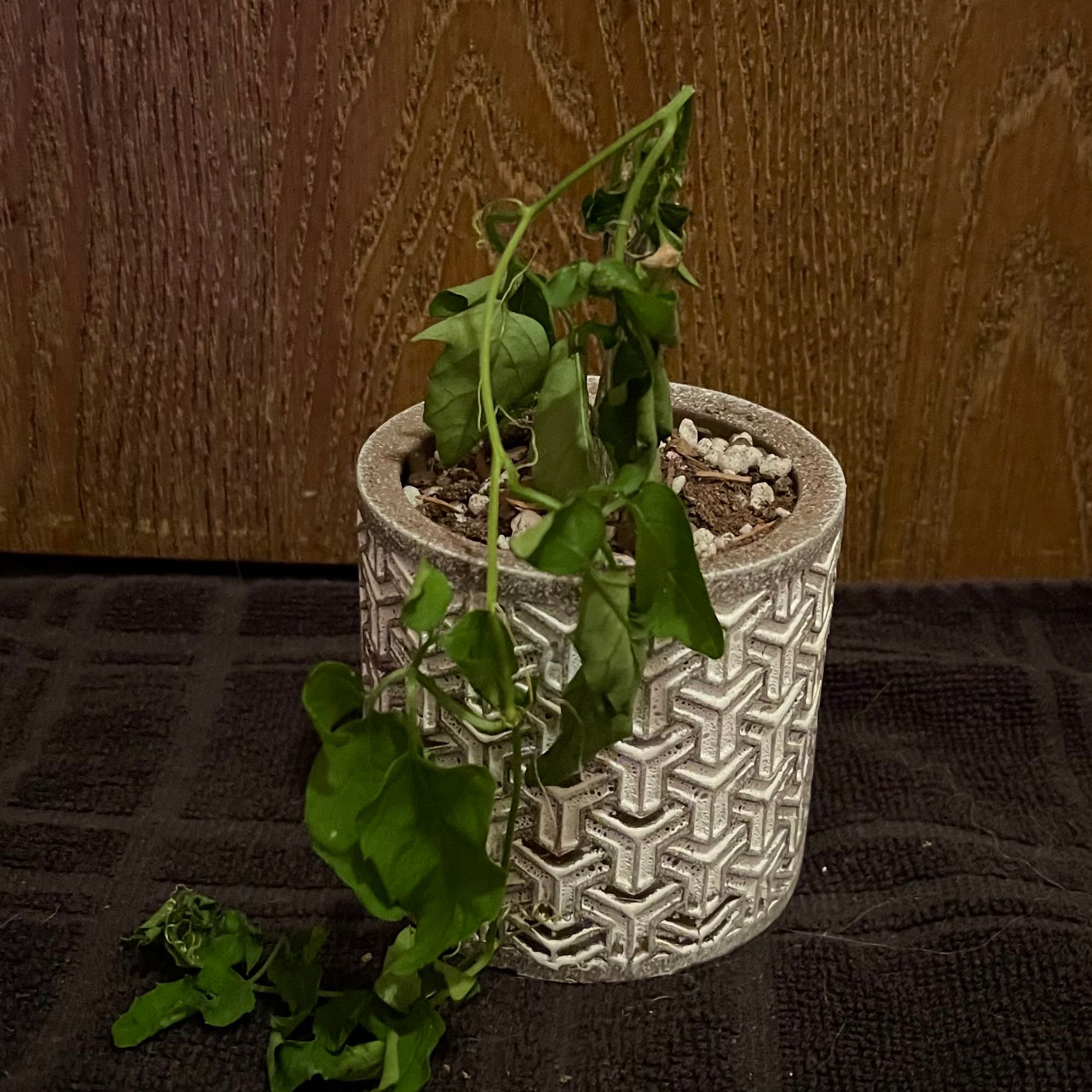 Photo of the plant species Momordica rostrata by @riverzend named mortica on Greg, the plant care app