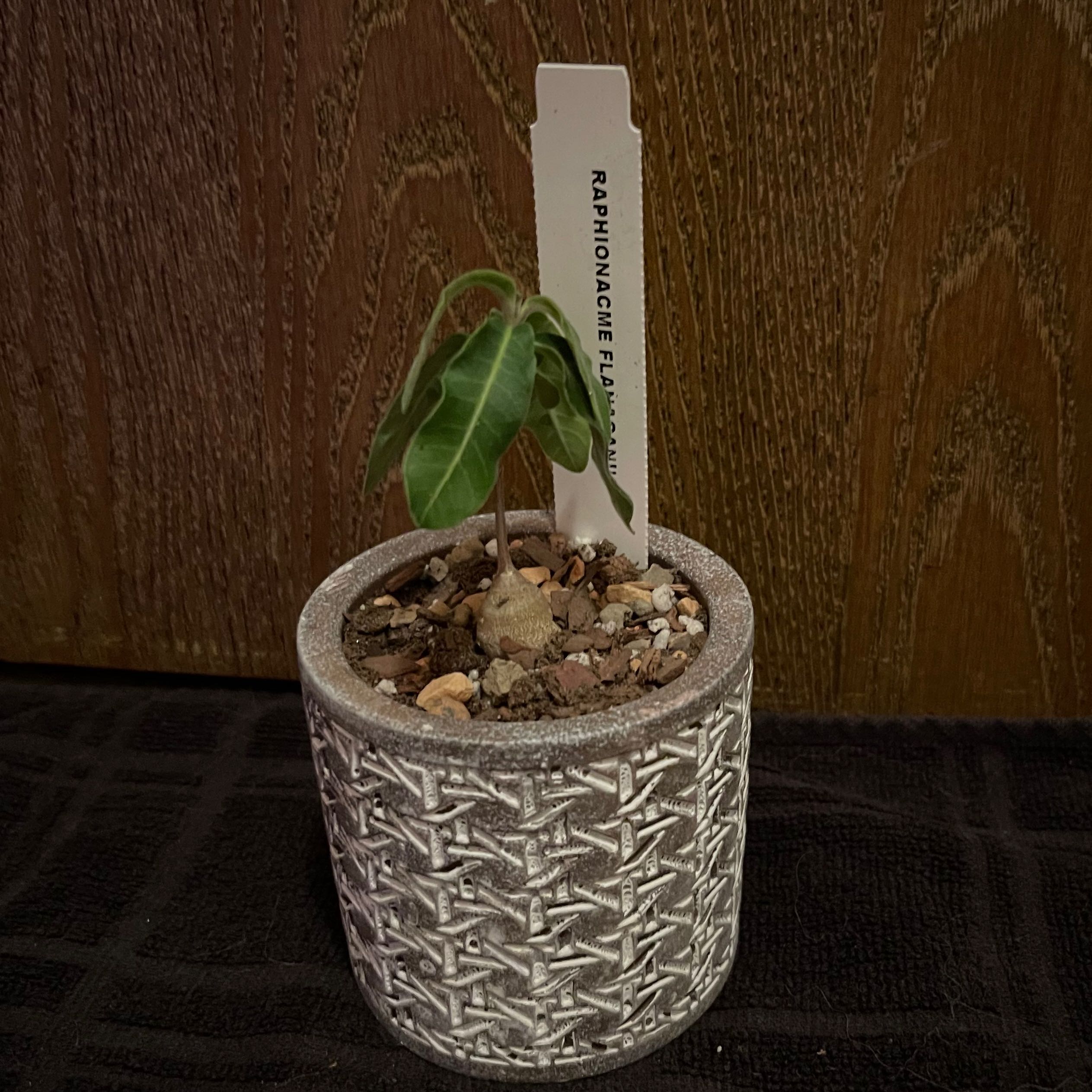 Photo of the plant species Raphionacme flanaganii by @riverzend named vegahlaupari on Greg, the plant care app