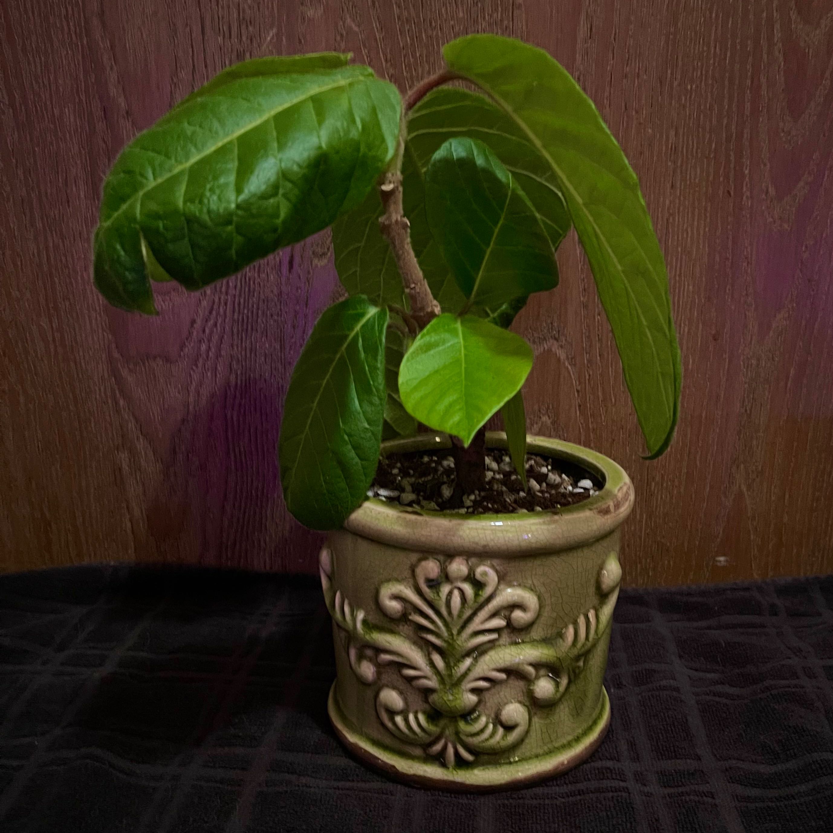Photo of the plant species Climbing Frangipani by @riverzend named nemo on Greg, the plant care app