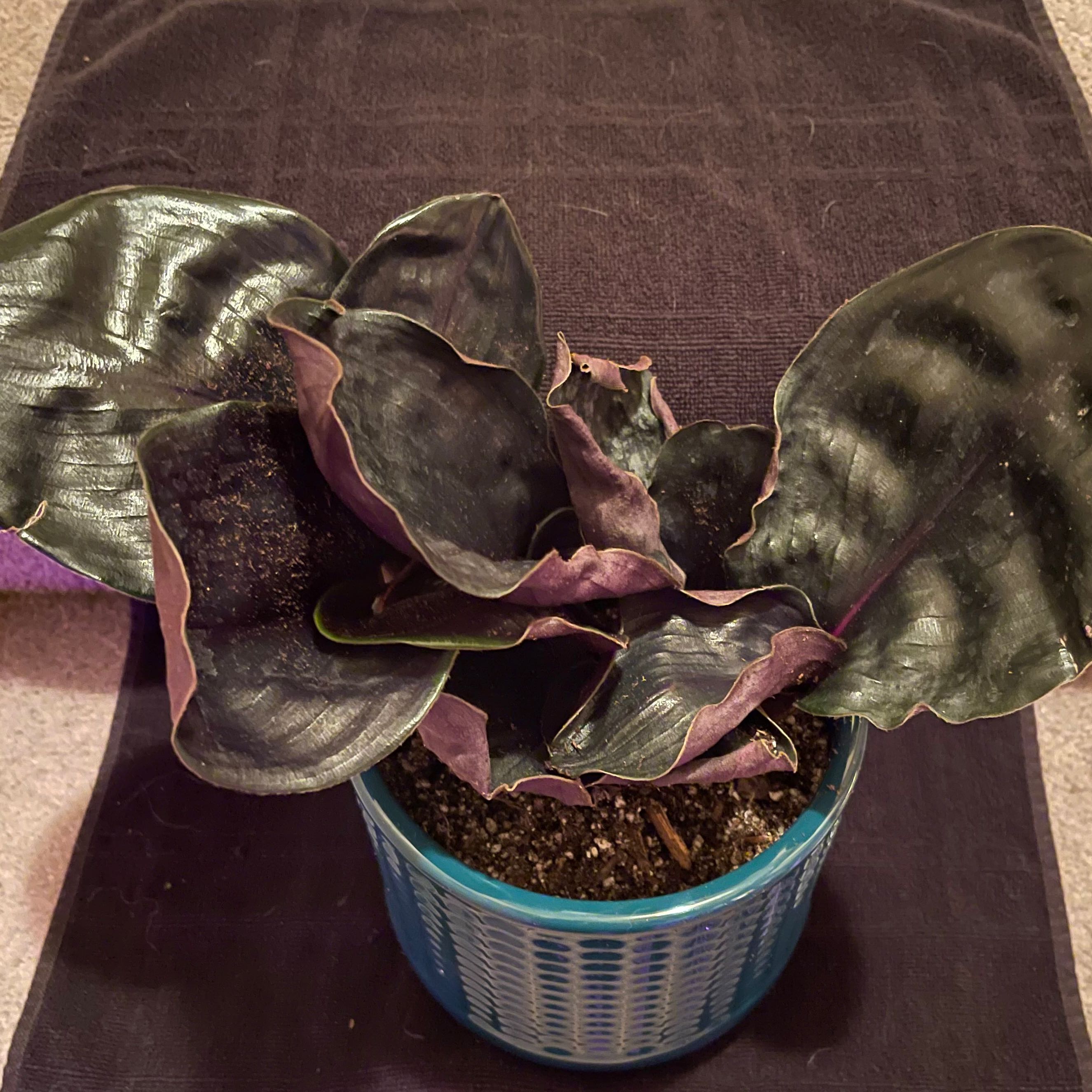 Potted Geogenanthus ciliatus plant with dark, glossy leaves and visible soil.