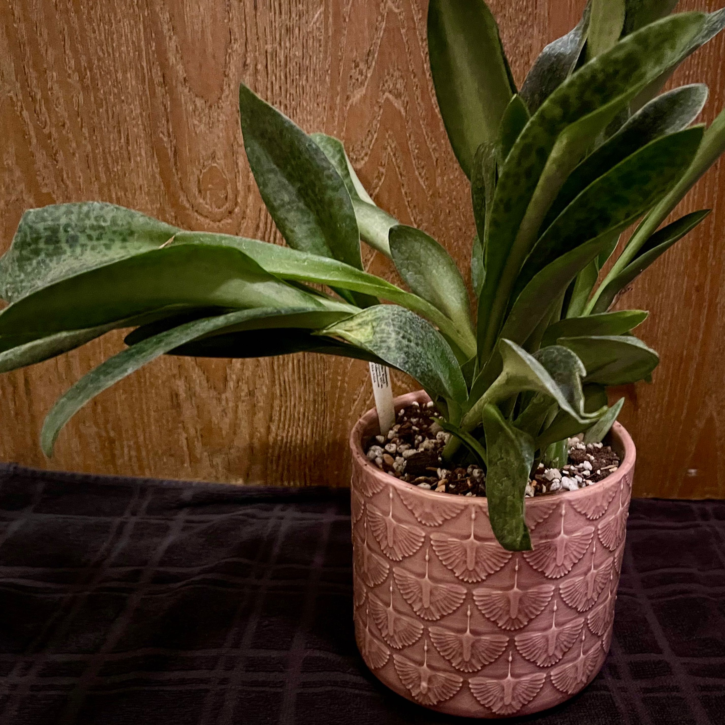 Photo of the plant species Drimiopsis kirkii by @riverzend named risastór on Greg, the plant care app