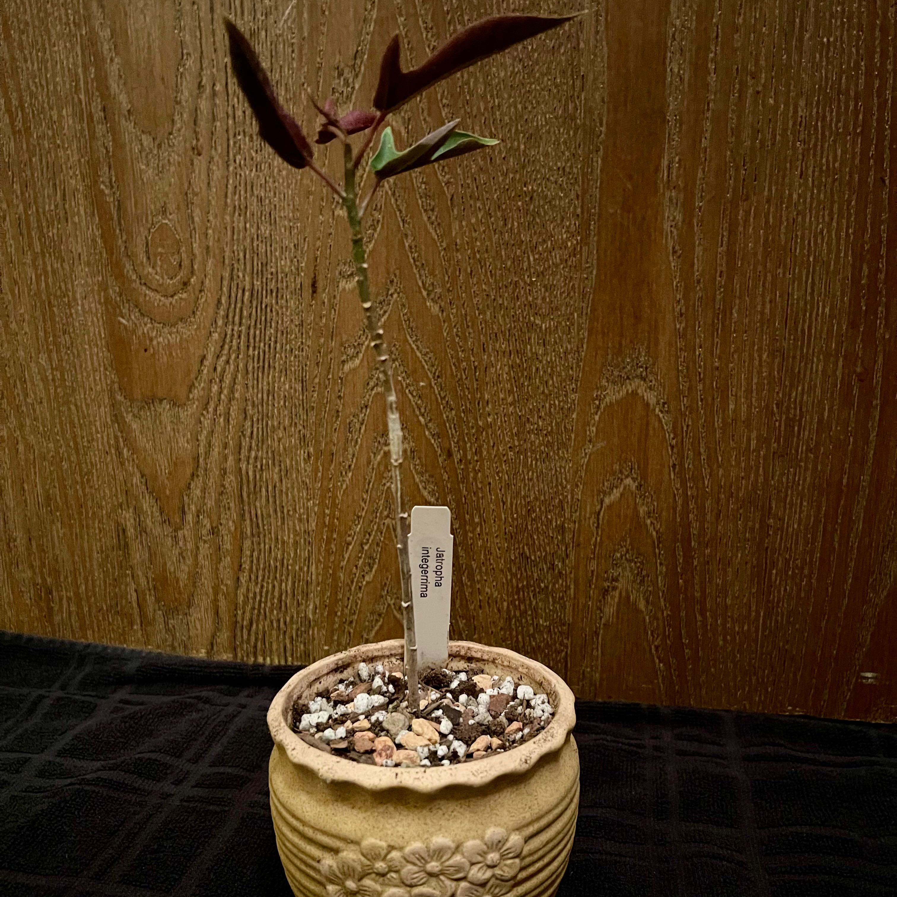 Potted Spicy Jatropha plant with some browning leaves, visible soil, and a plant label.